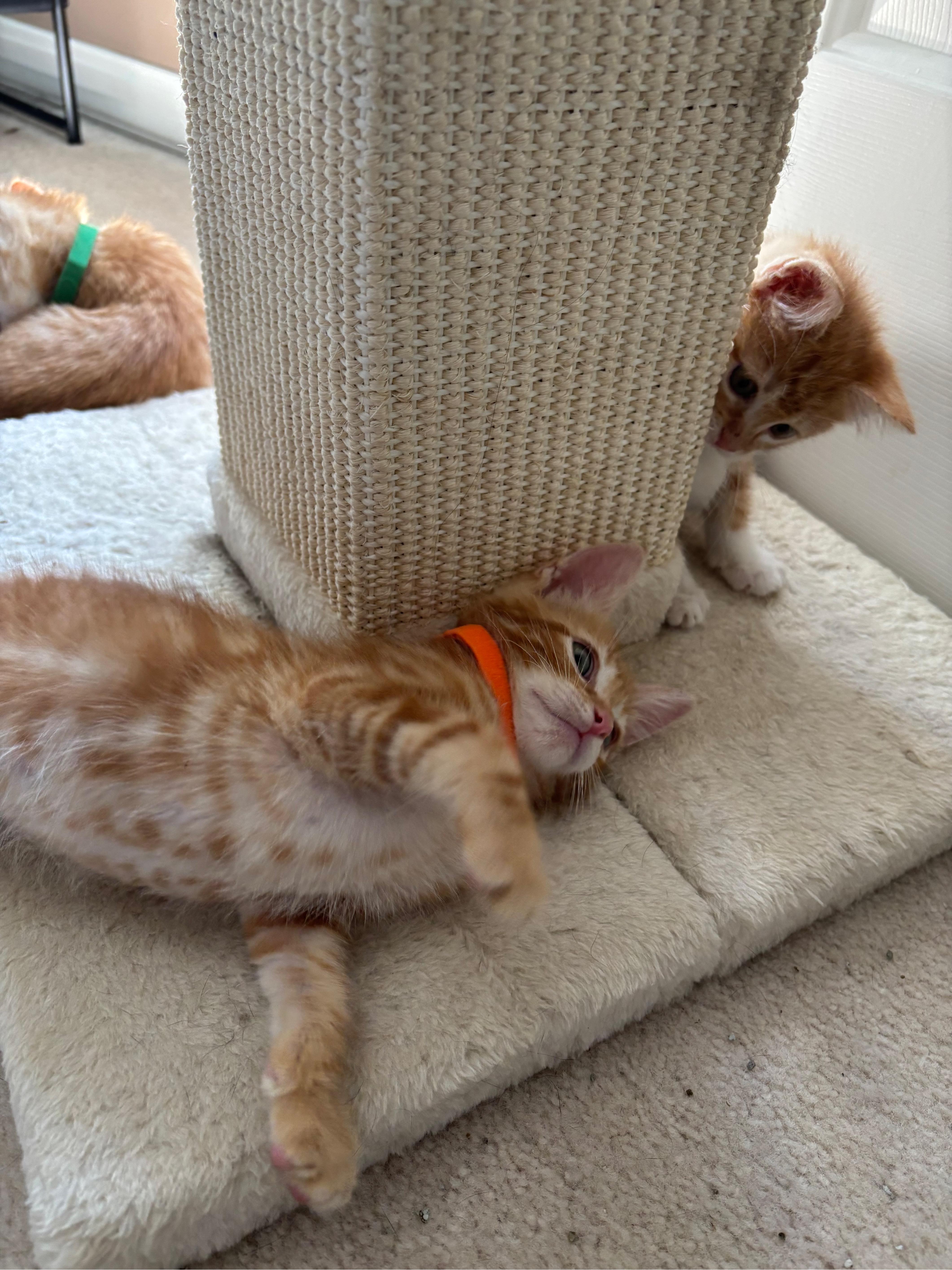 David, an adopted Domestic Short Hair in Hillsboro, OR image 4/5