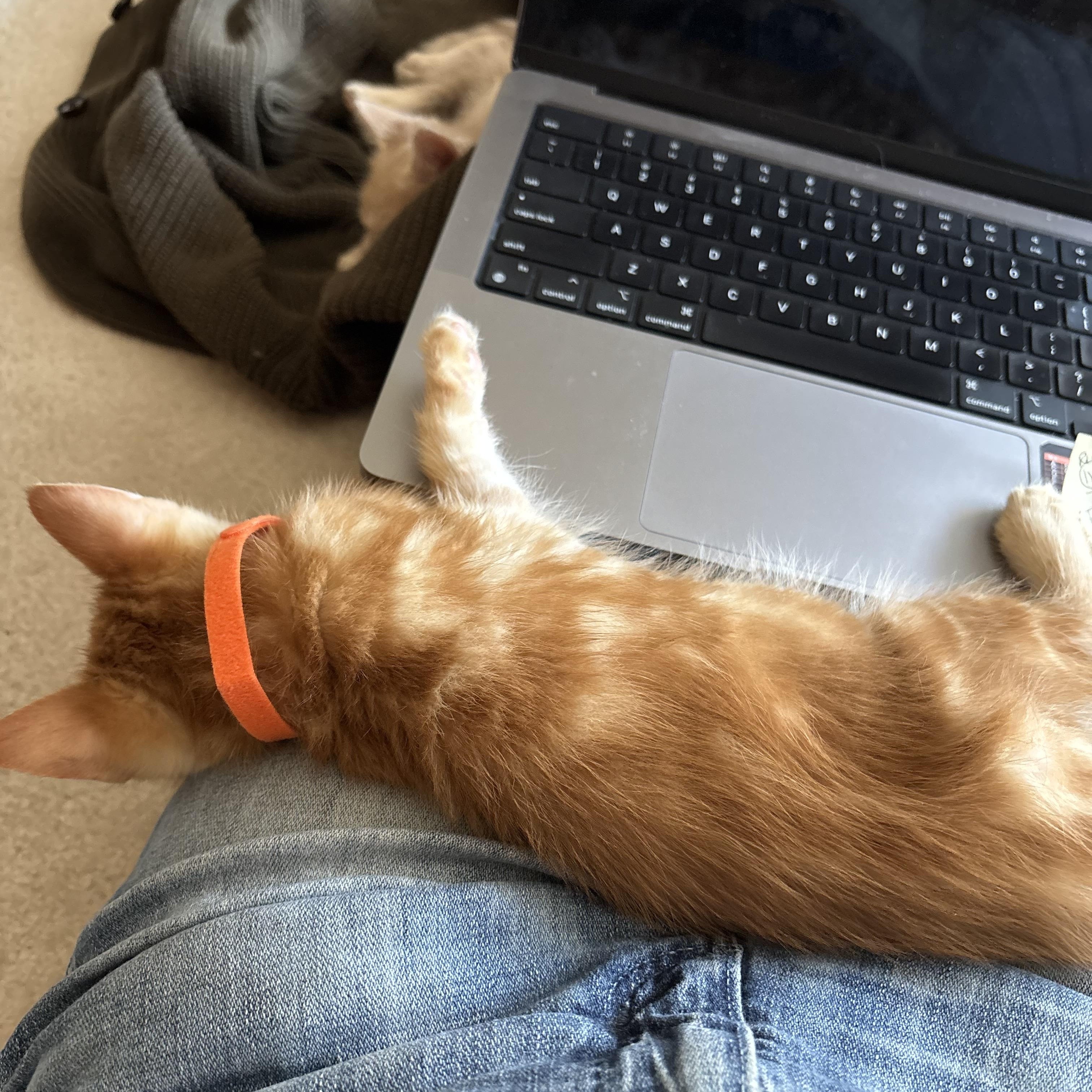 David, an adopted Domestic Short Hair in Hillsboro, OR image 5/5