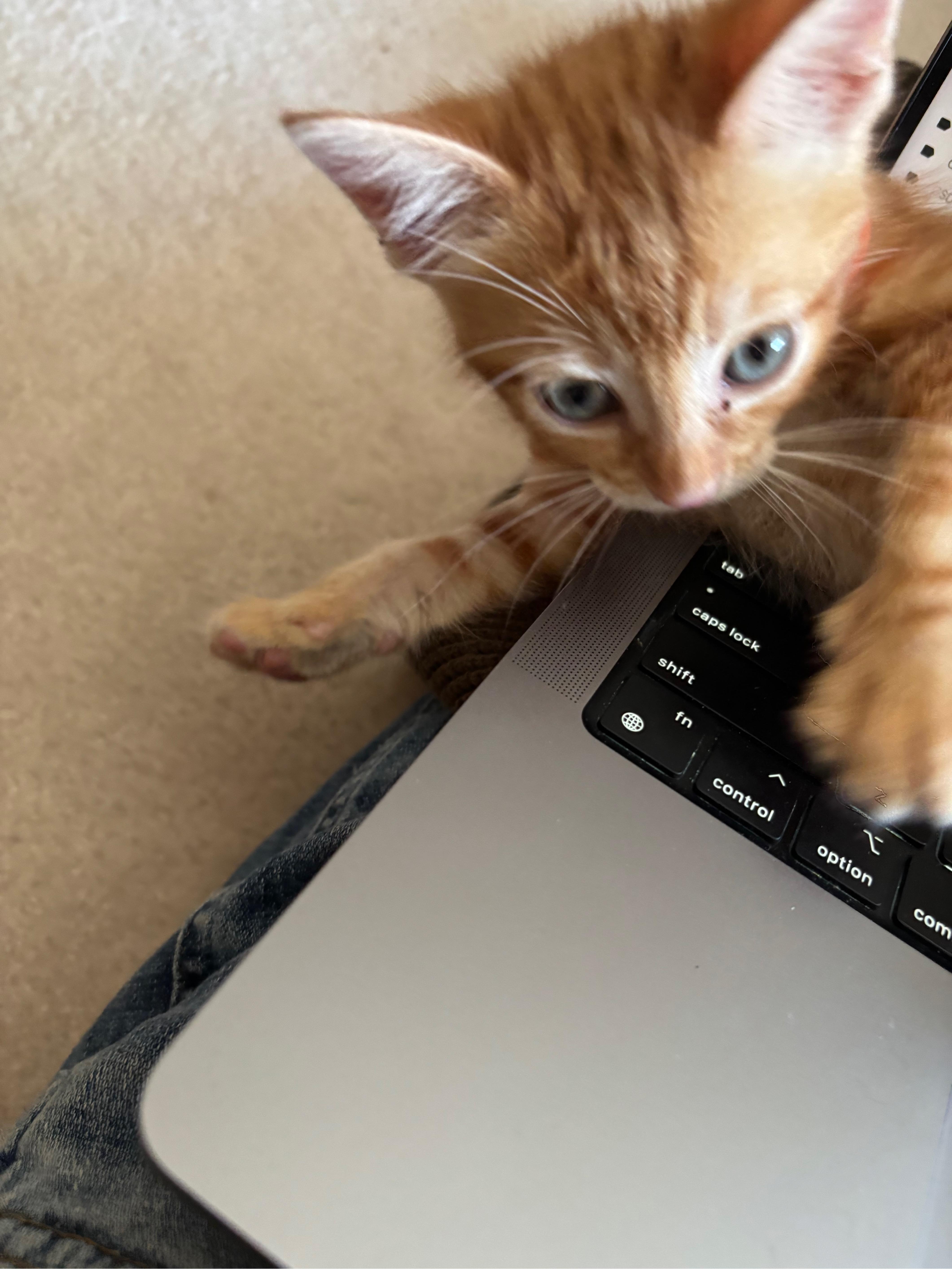 David, an adopted Domestic Short Hair in Hillsboro, OR image 3/5