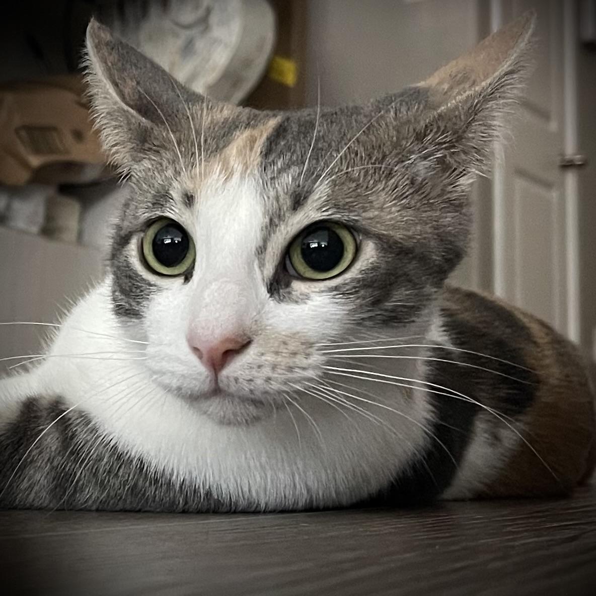 Enlarge Kit Kat, a Adoptable Calico in NOTTINGHAM, MD image 2/6