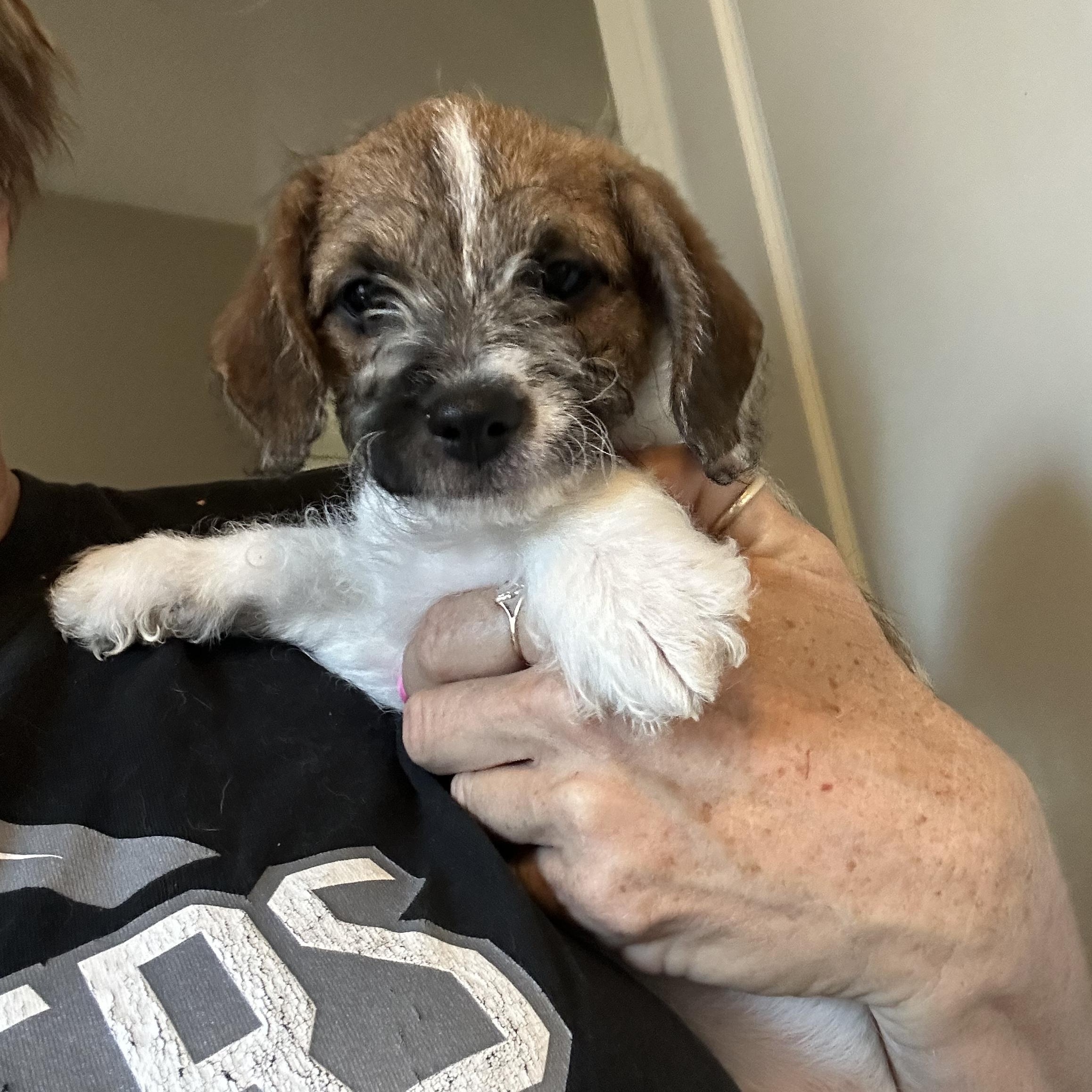 Enlarge Magnolia , a ADOPTABLE mixed breed in Las Vegas, NV image 2/2