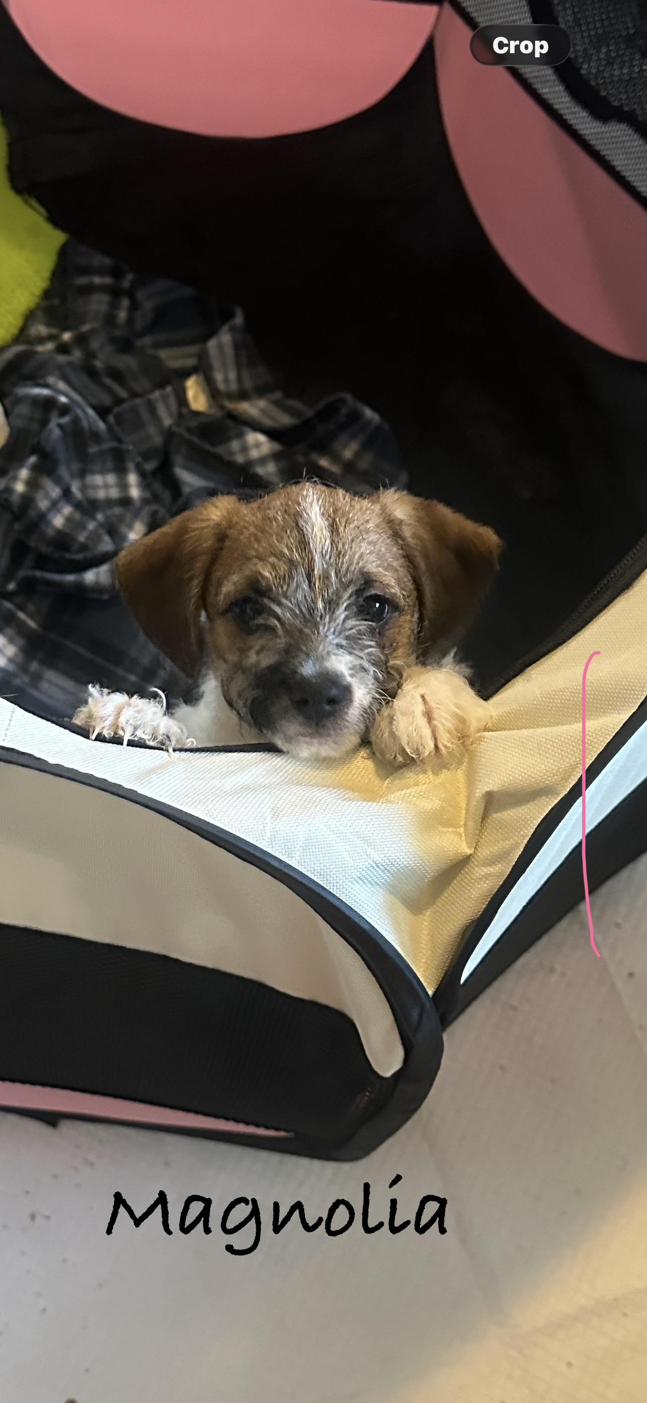 Magnolia , ADOPTABLE, Puppy Female Miniature Poodle & Jack Russell Terrier.