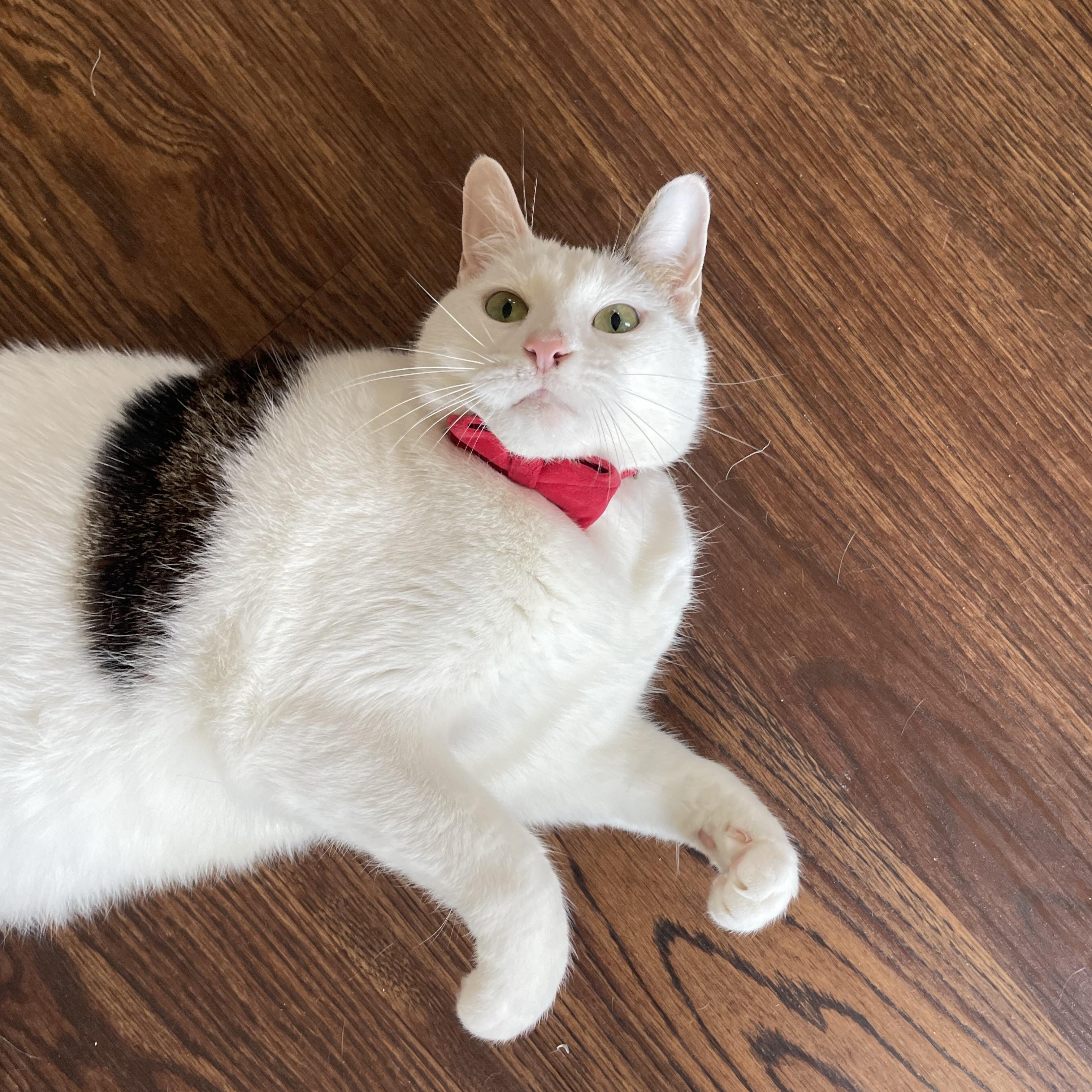 Enlarge Taquito, a ADOPTABLE Domestic Short Hair in Bayside, NY image 5/6