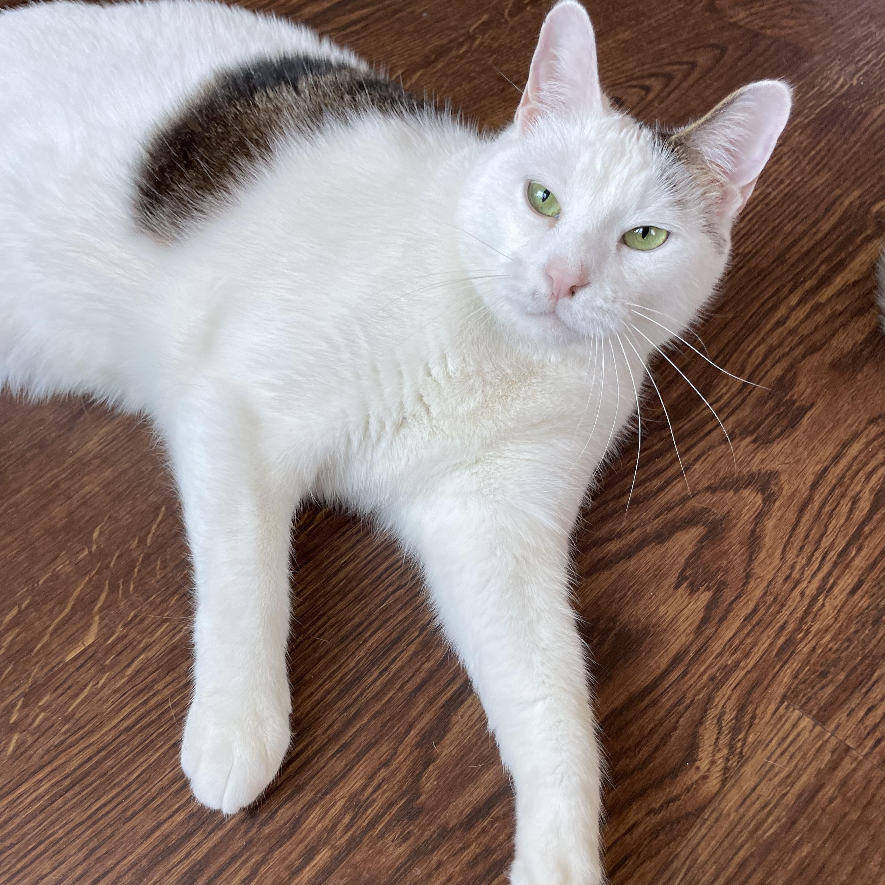 Enlarge Taquito, a ADOPTABLE Domestic Short Hair in Bayside, NY image 2/6