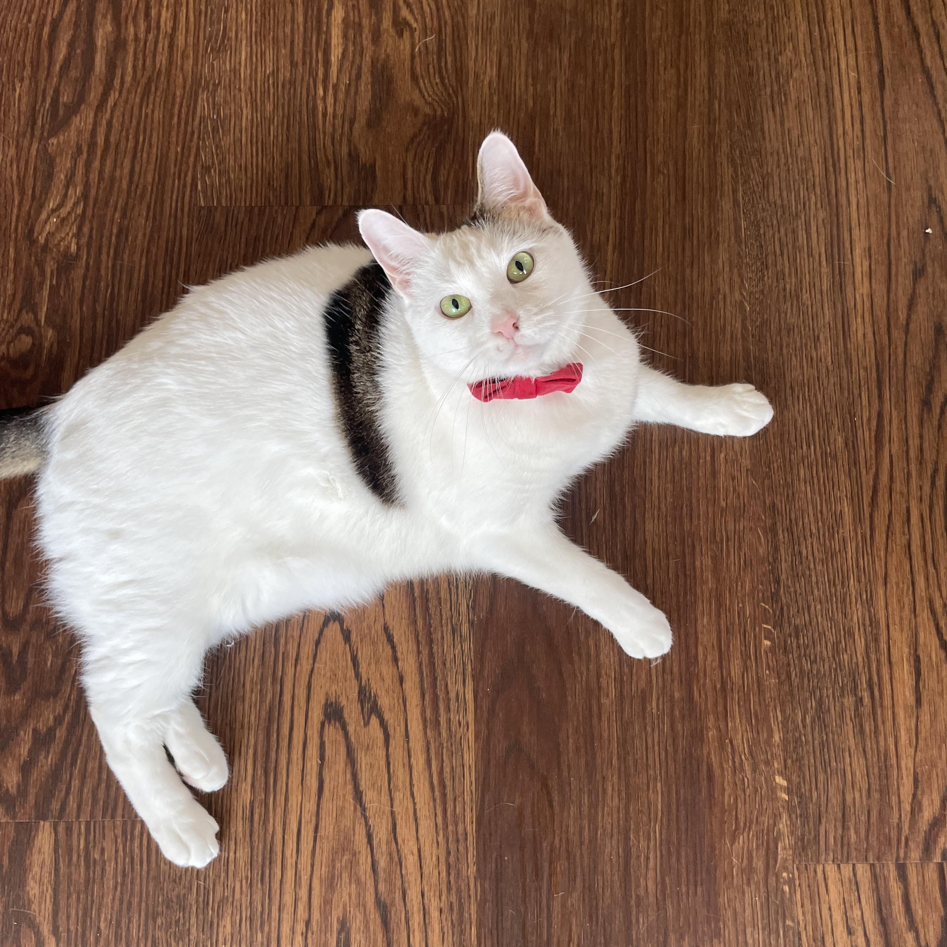 Taquito, ADOPTABLE, Young Male Domestic Short Hair.