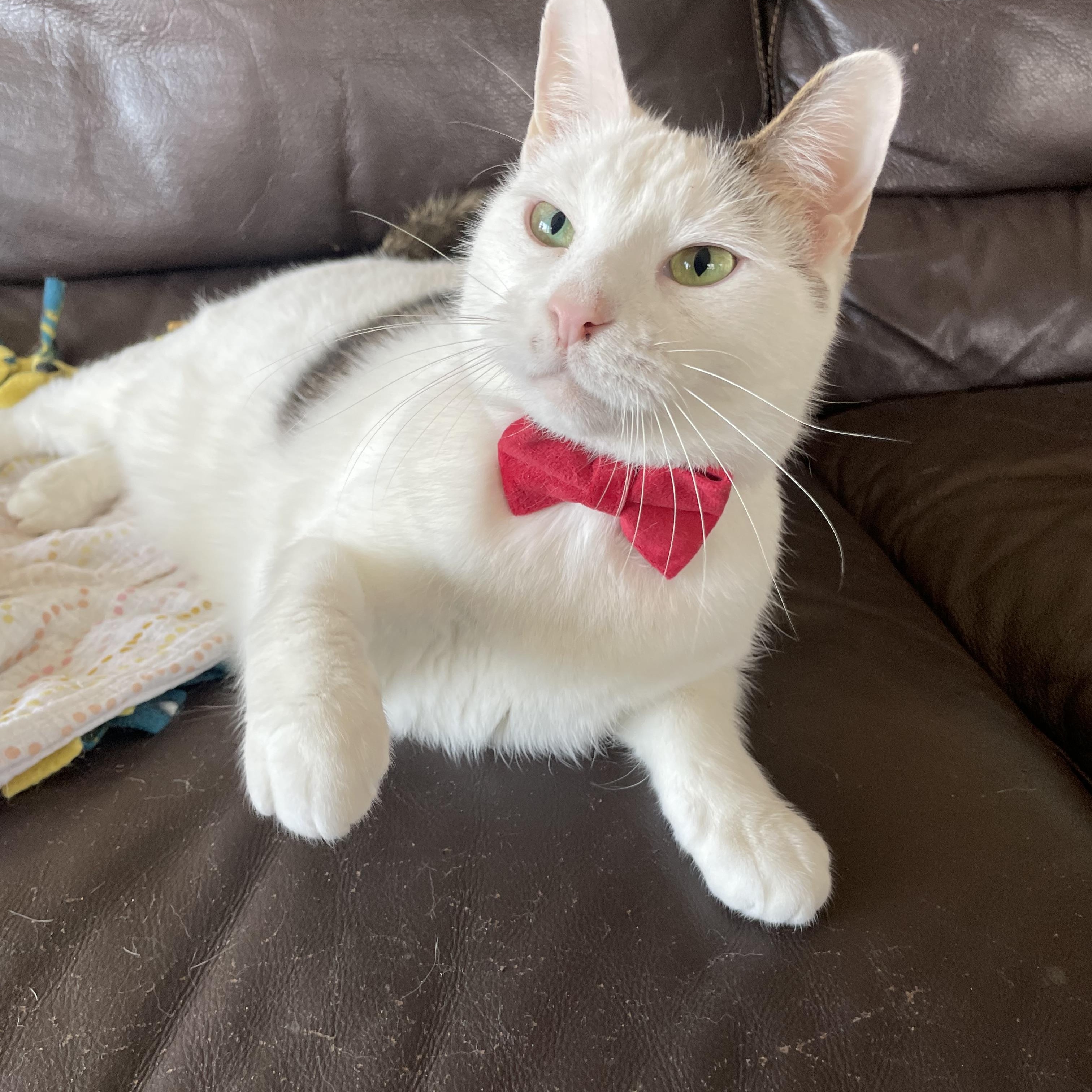 Enlarge Taquito, a ADOPTABLE Domestic Short Hair in Bayside, NY image 4/6