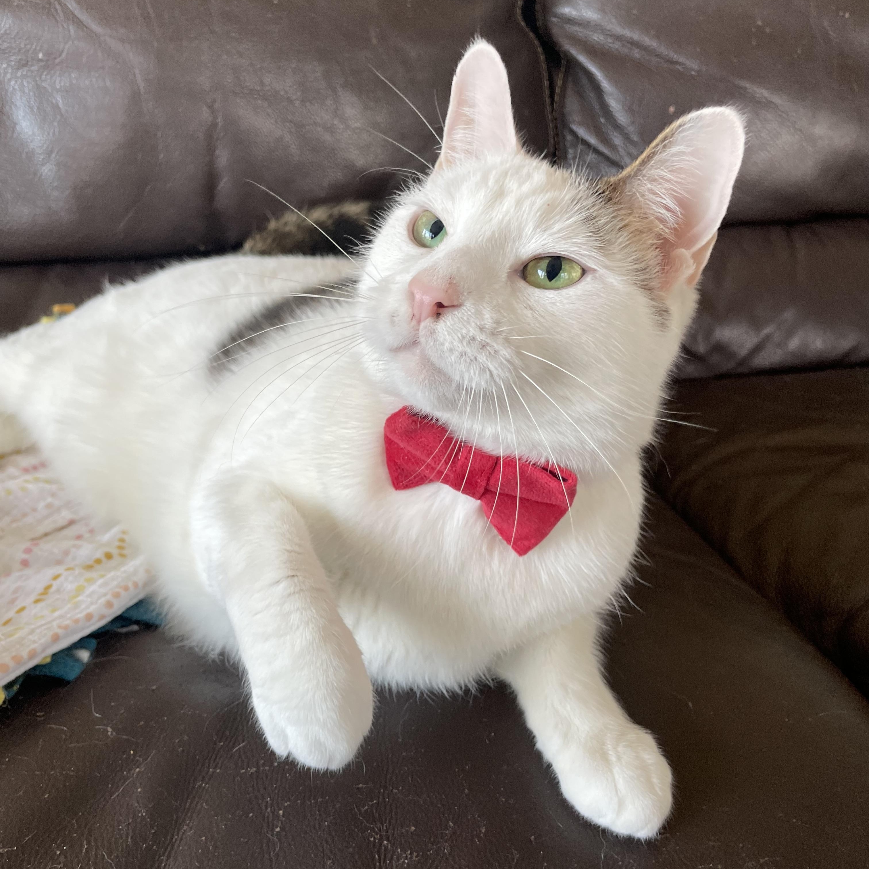 Enlarge Taquito, a ADOPTABLE Domestic Short Hair in Bayside, NY image 3/6