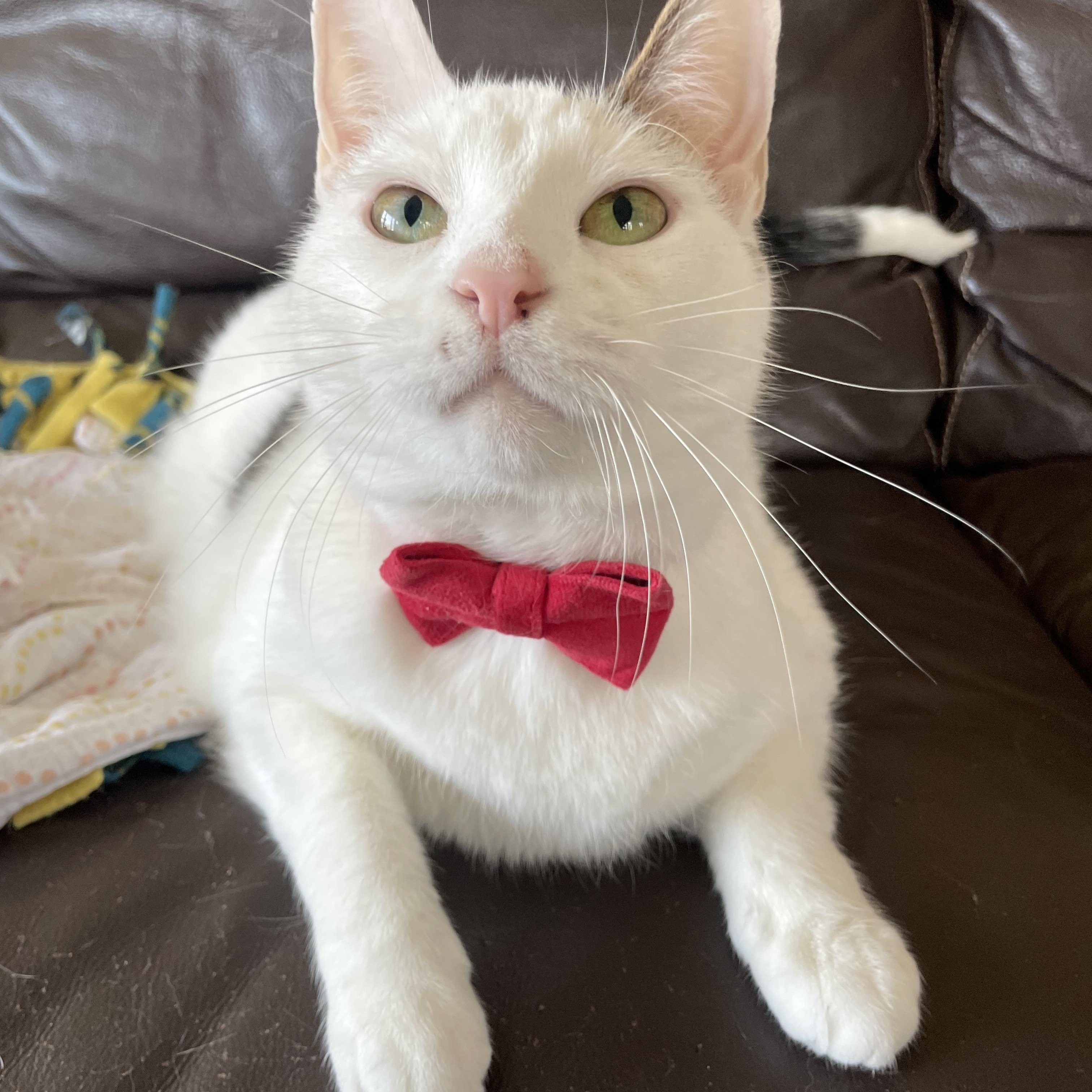 Enlarge Taquito, a ADOPTABLE Domestic Short Hair in Bayside, NY image 6/6
