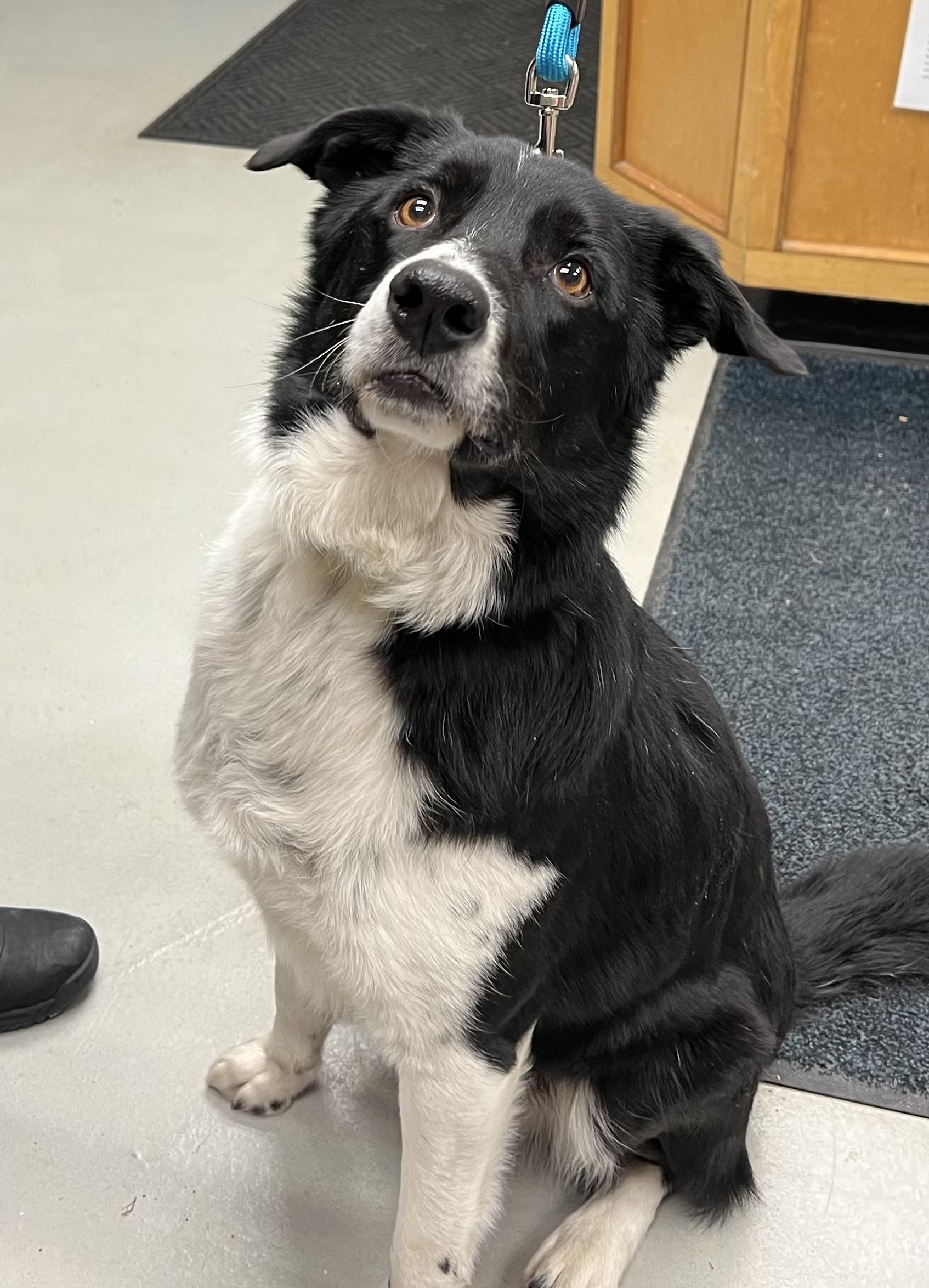 Found in Dover, ADOPTABLE, Adult Male Border Collie.