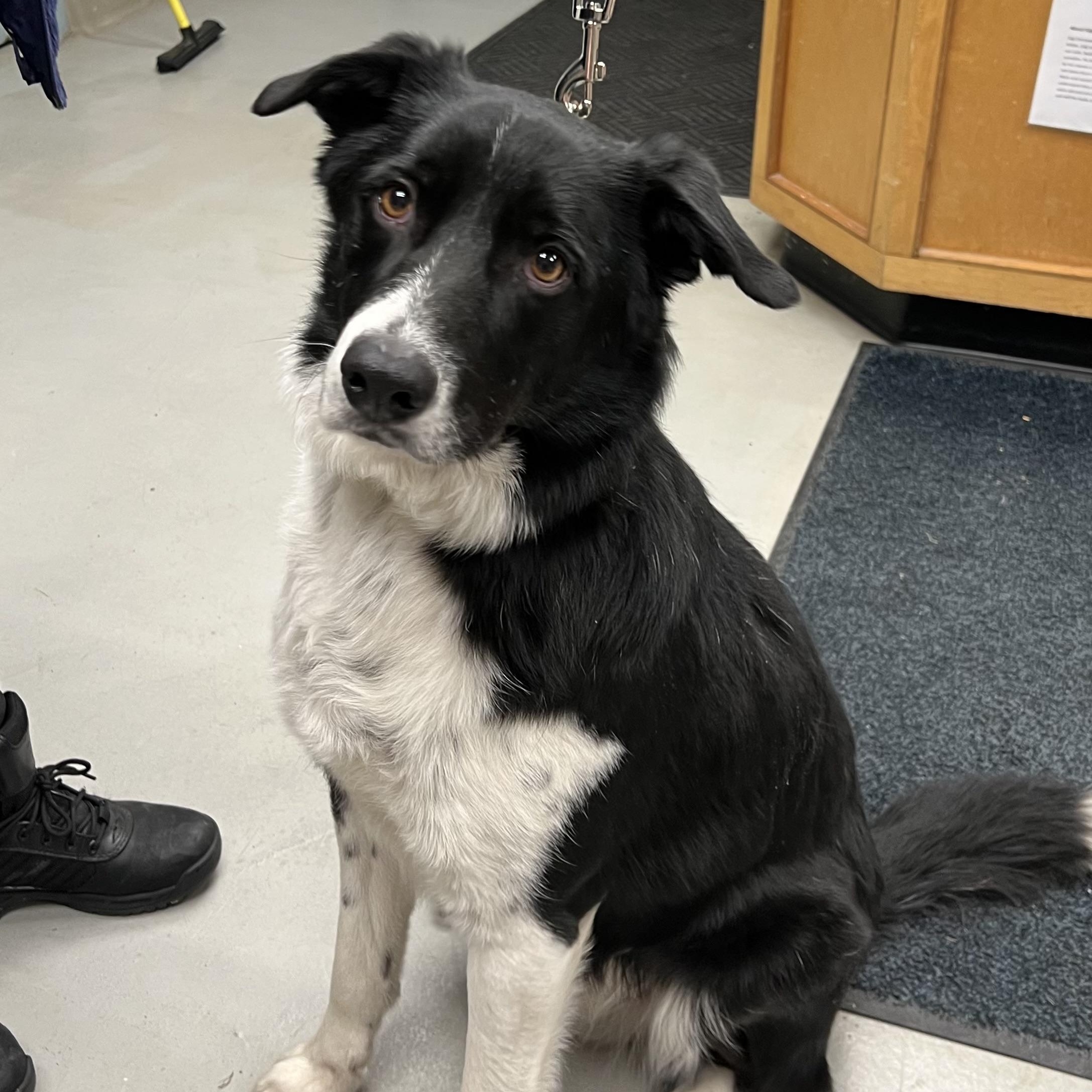 Enlarge Found in Dover, a ADOPTABLE mixed breed in Medfield, MA image 2/2