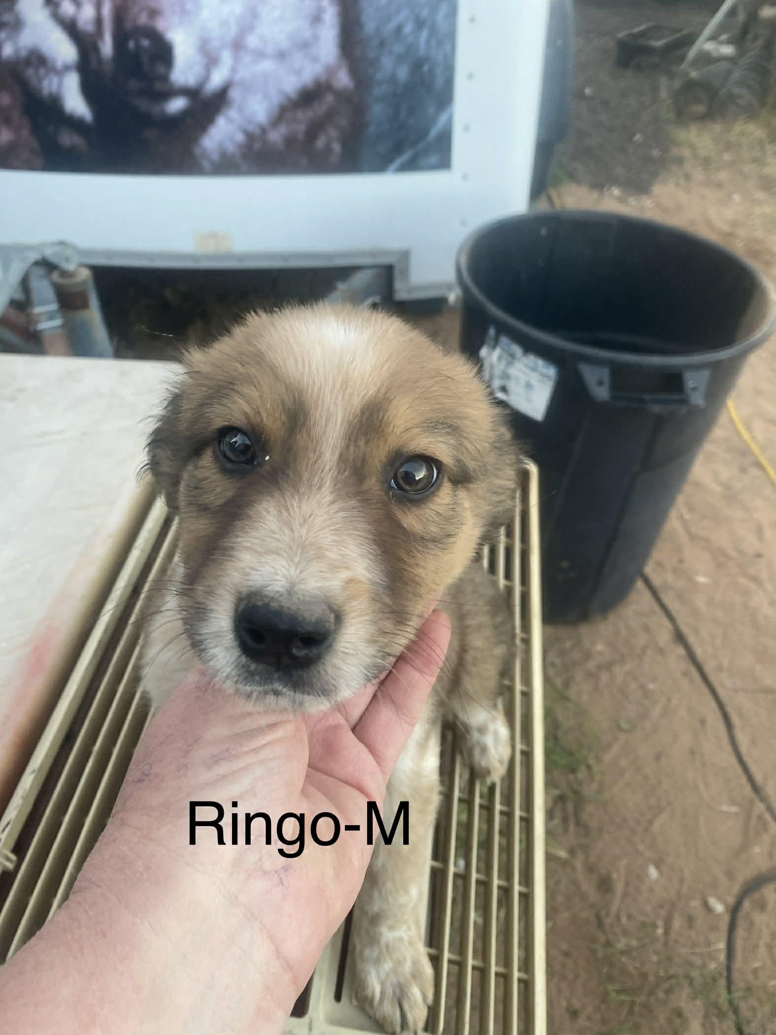 Enlarge Ringo, a ADOPTABLE mixed breed in Uxbridge, MA image 1/1