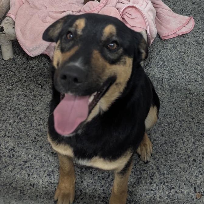 Enlarge Myrtle, a Adoptable Mixed Breed in Jeffersonville, IN image 1/6