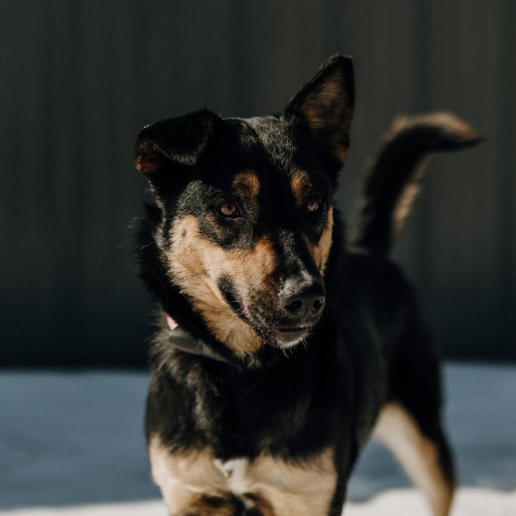Enlarge Myrtle, a Adoptable Mixed Breed in Jeffersonville, IN image 2/6