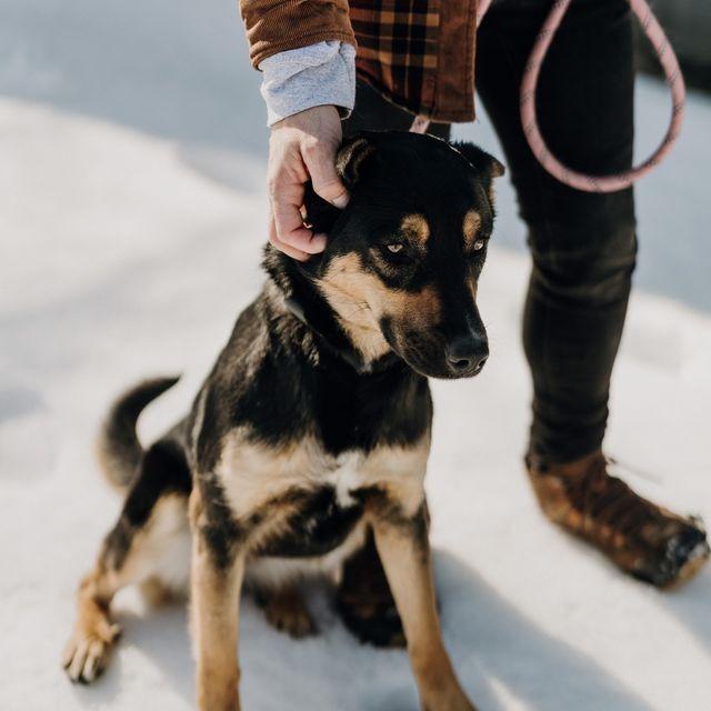 Enlarge Myrtle, a Adoptable Mixed Breed in Jeffersonville, IN image 3/6