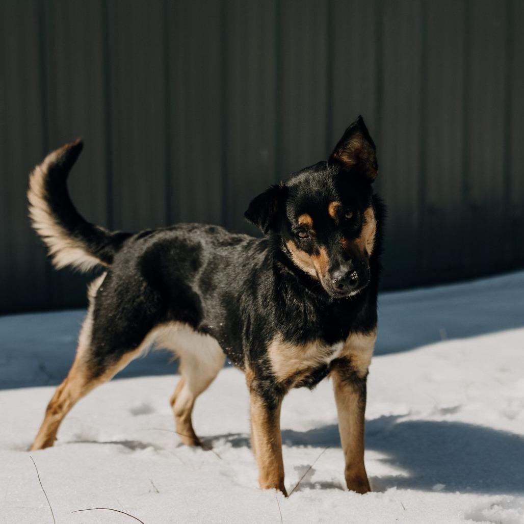 Enlarge Myrtle, a Adoptable Mixed Breed in Jeffersonville, IN image 4/6