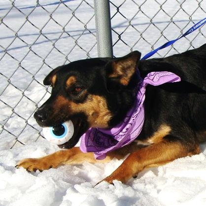 Enlarge Myrtle, a Adoptable Mixed Breed in Jeffersonville, IN image 5/6