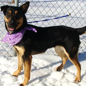 Enlarge Myrtle, a Adoptable Mixed Breed in Jeffersonville, IN image 6/6