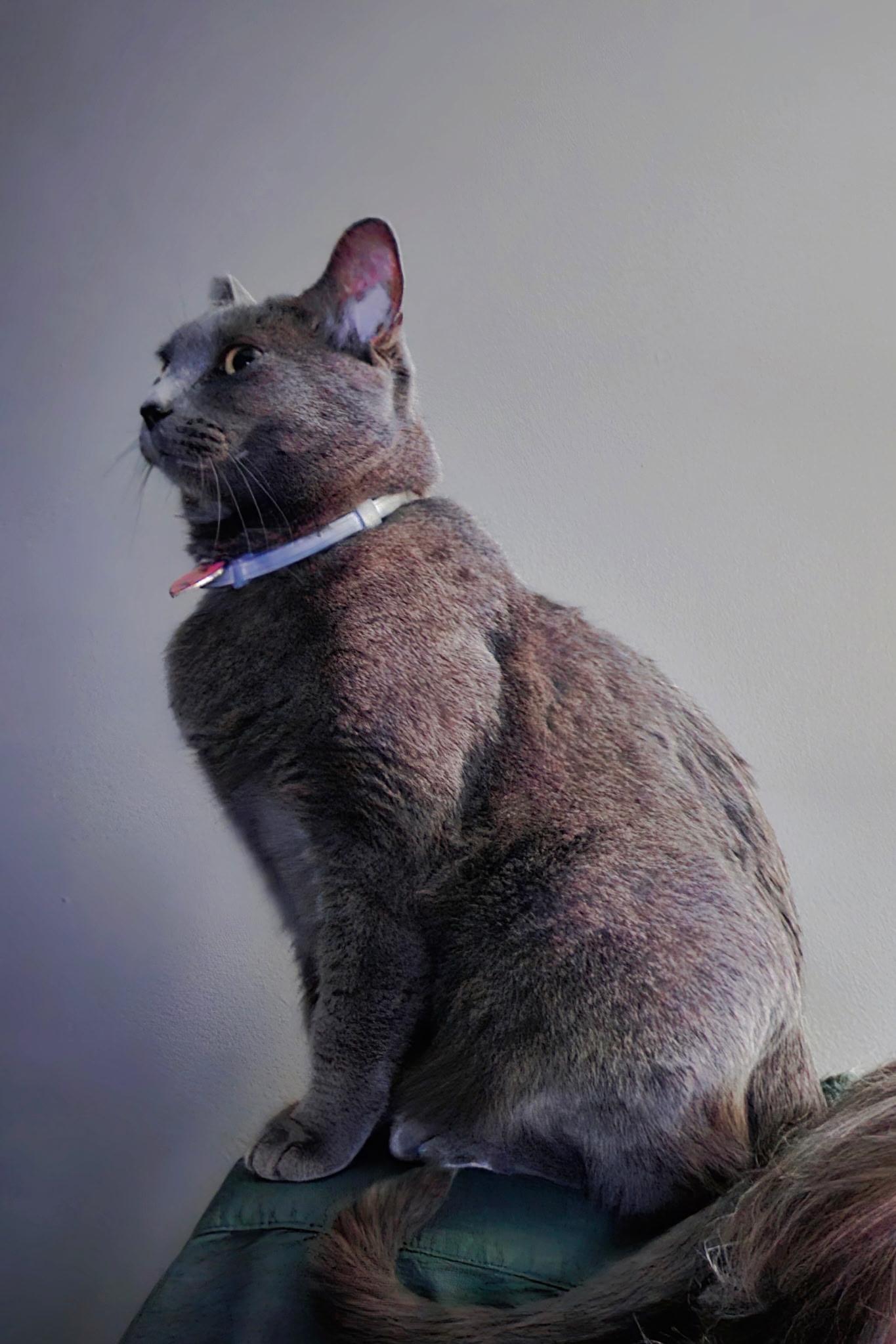 Enlarge BIANCA AND ELLA, a ADOPTABLE Domestic Short Hair in Indianapolis, IN image 4/5