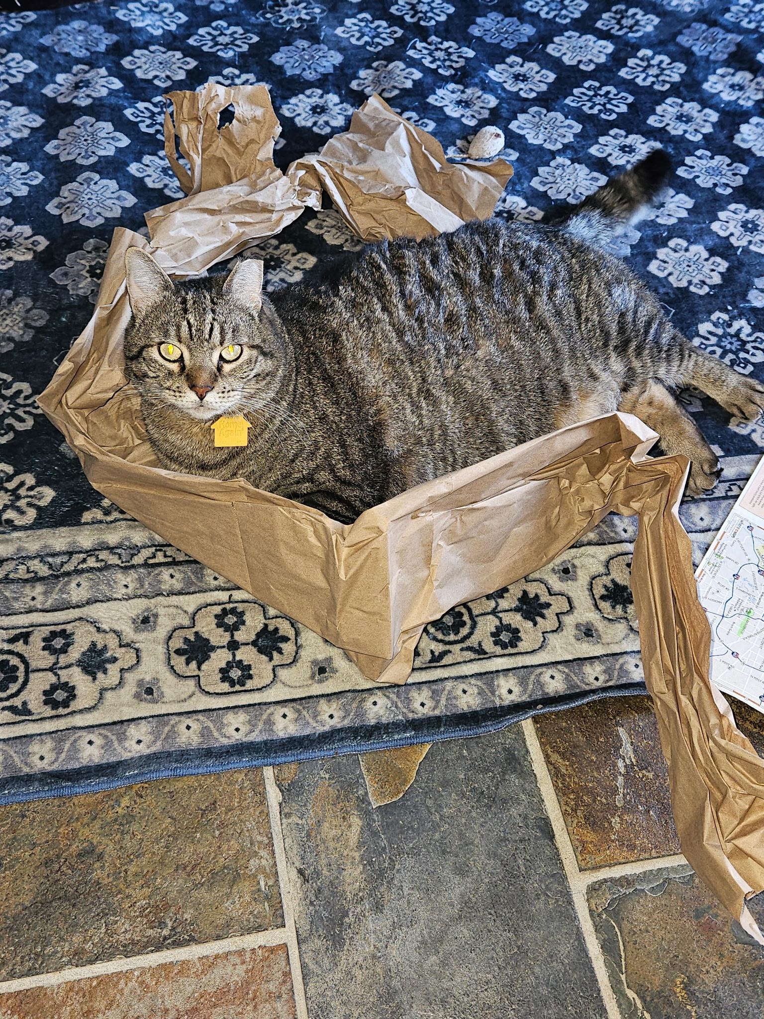 Enlarge BIANCA AND ELLA, a ADOPTABLE Domestic Short Hair in Indianapolis, IN image 3/5