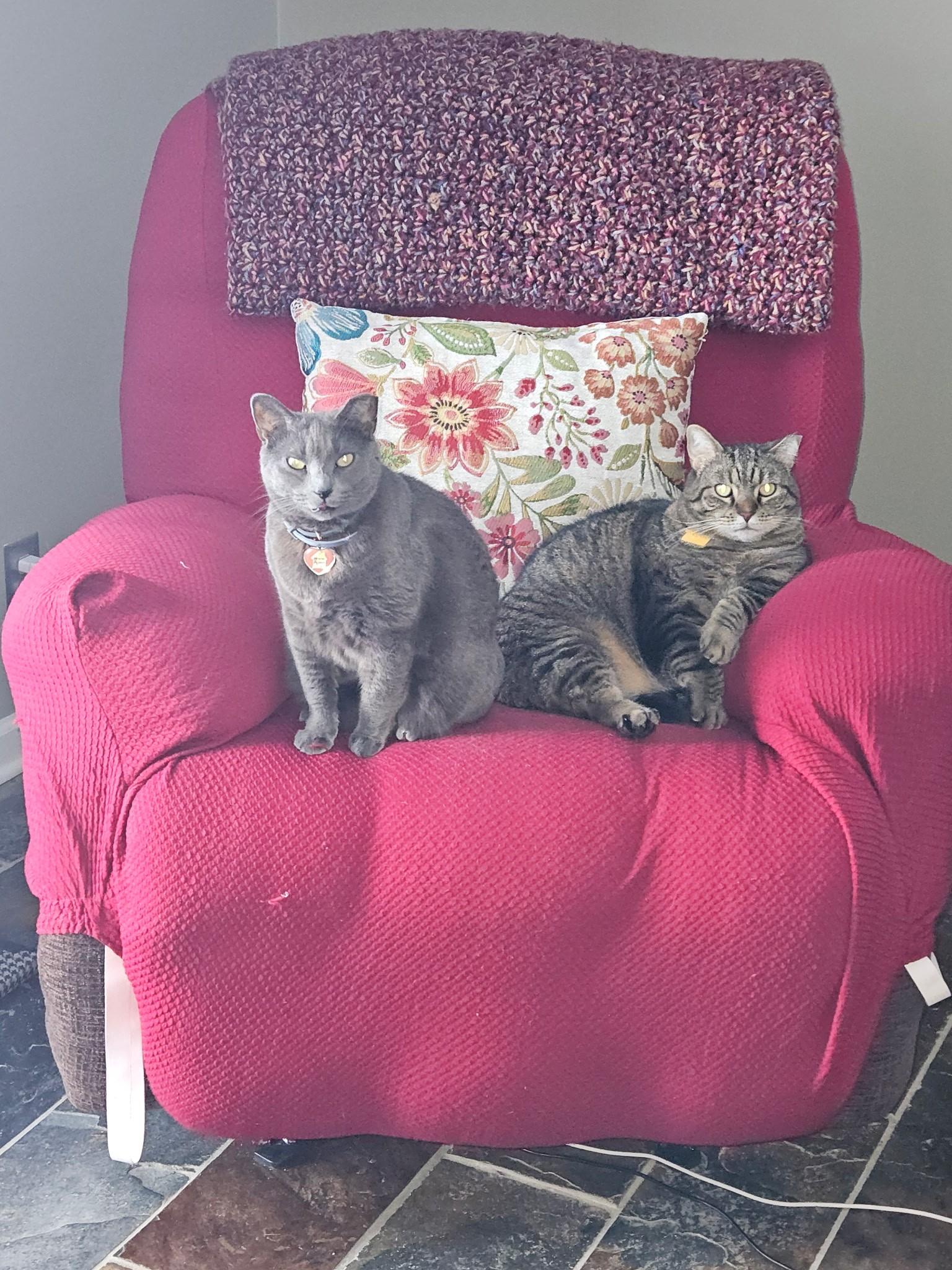 Enlarge BIANCA AND ELLA, a ADOPTABLE Domestic Short Hair in Indianapolis, IN image 1/5