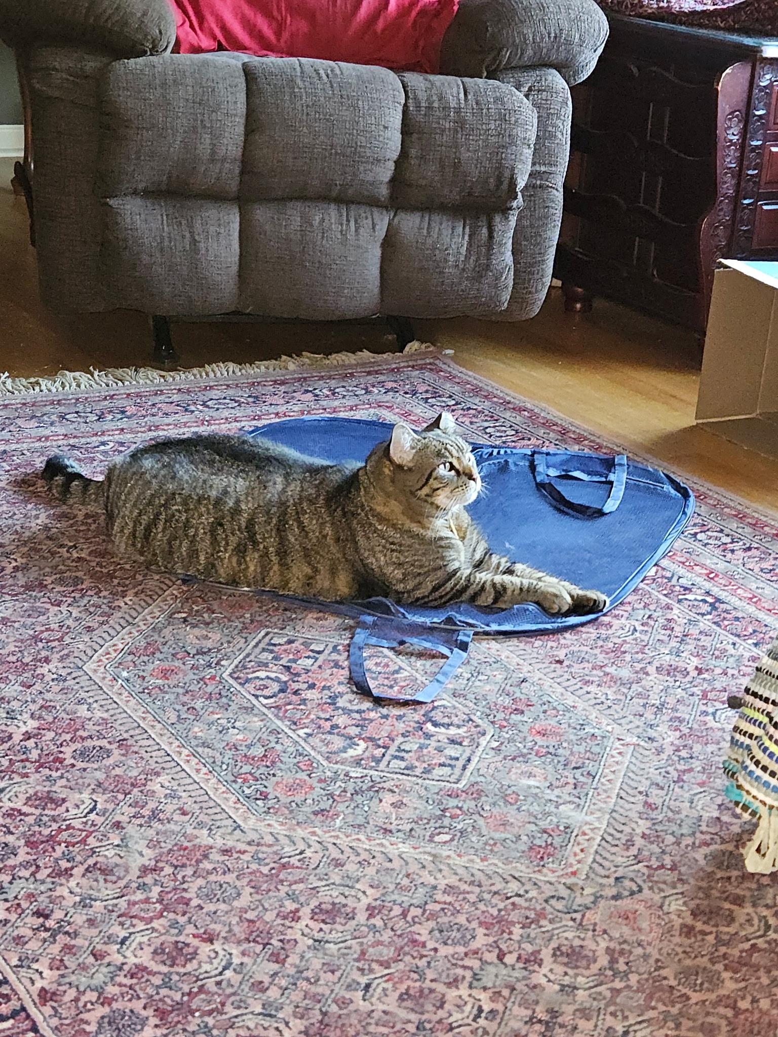 Enlarge BIANCA AND ELLA, a ADOPTABLE Domestic Short Hair in Indianapolis, IN image 5/5