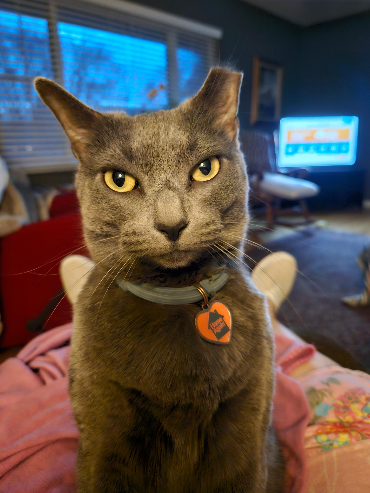 Enlarge BIANCA AND ELLA, a ADOPTABLE Domestic Short Hair in Indianapolis, IN image 2/5