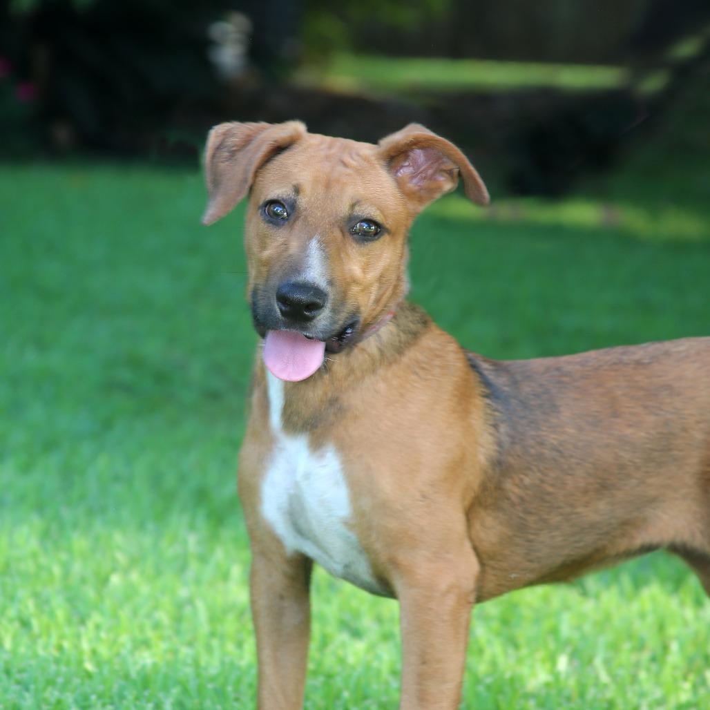Enlarge Biscuits, a Adoptable Mixed Breed in Natchitoches, LA image 1/6