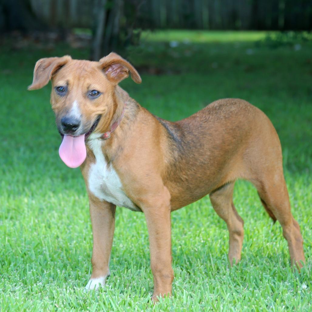 Enlarge Biscuits, a Adoptable Mixed Breed in Natchitoches, LA image 2/6