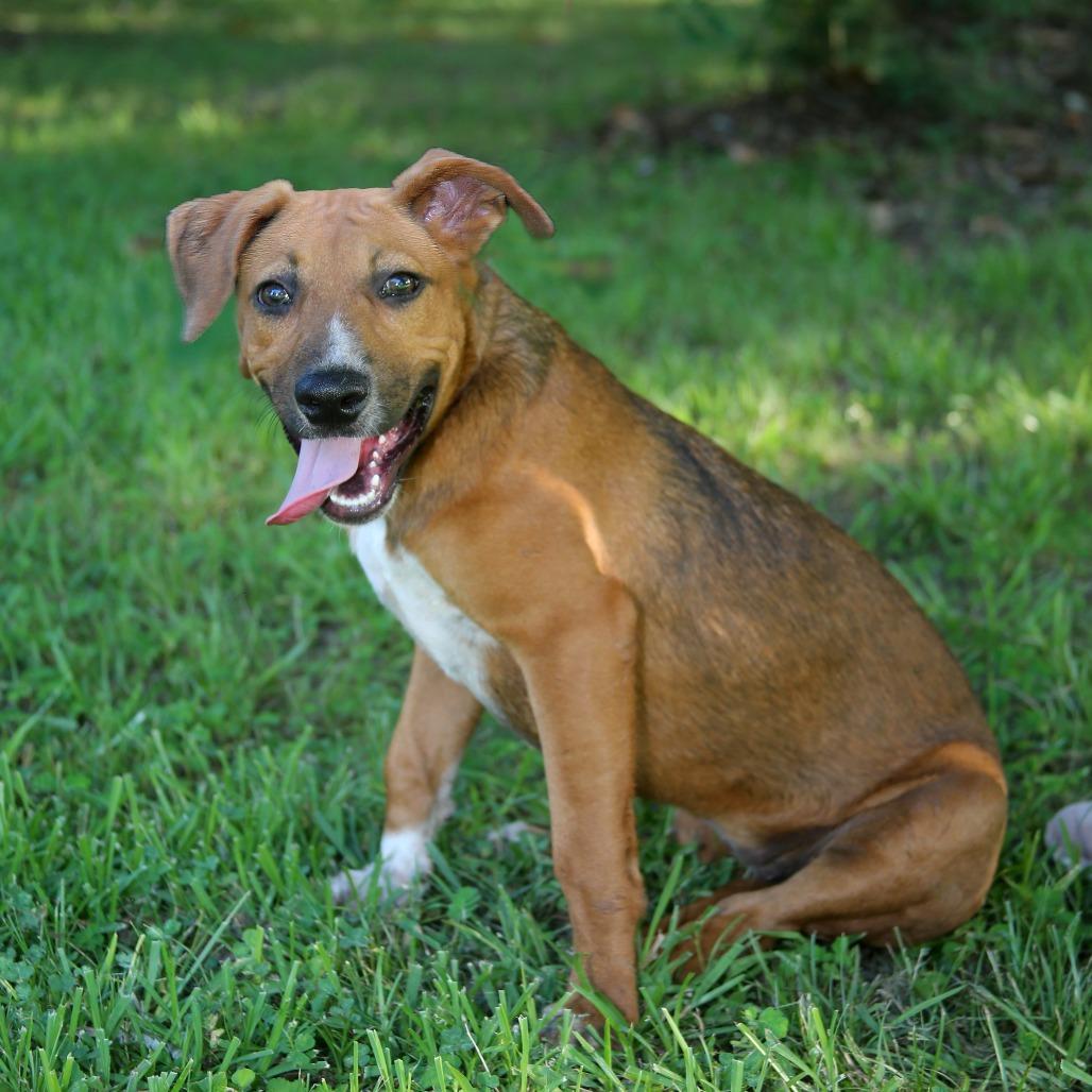 Enlarge Biscuits, a Adoptable Mixed Breed in Natchitoches, LA image 3/6