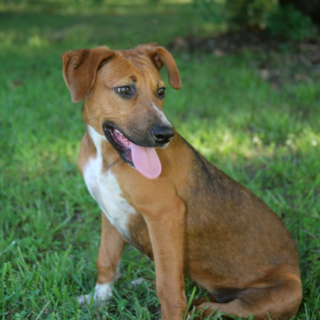 Enlarge Biscuits, a Adoptable Mixed Breed in Natchitoches, LA image 4/6