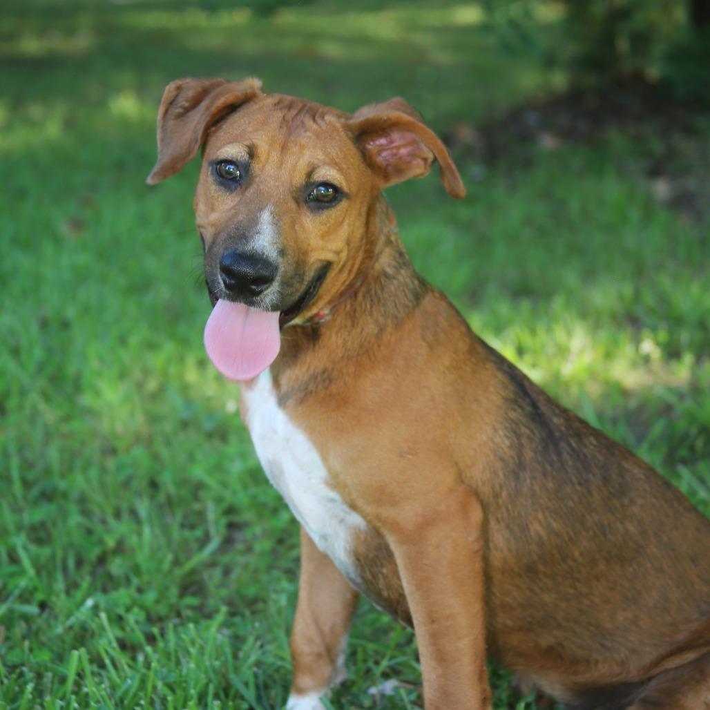 Enlarge Biscuits, a Adoptable Mixed Breed in Natchitoches, LA image 5/6