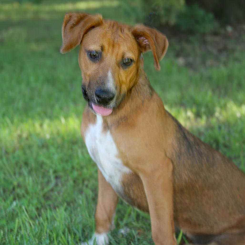 Enlarge Biscuits, a Adoptable Mixed Breed in Natchitoches, LA image 6/6