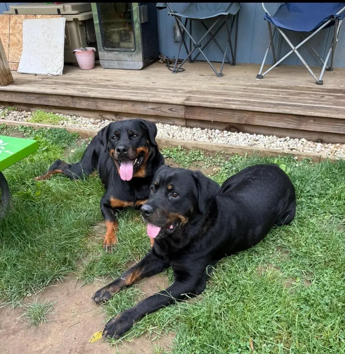 Enlarge Hendrix & Harlee (bonded), a ADOPTABLE Rottweiler in Polk, OH image 1/4