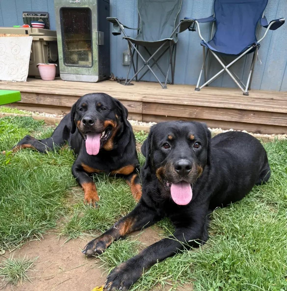 Enlarge Hendrix & Harlee (bonded), a ADOPTABLE Rottweiler in Polk, OH image 2/4