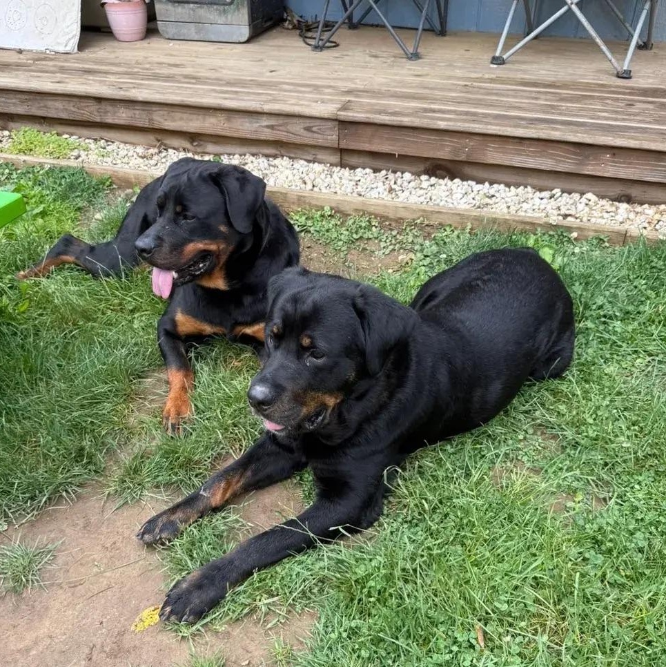 Enlarge Hendrix & Harlee (bonded), a ADOPTABLE Rottweiler in Polk, OH image 4/4