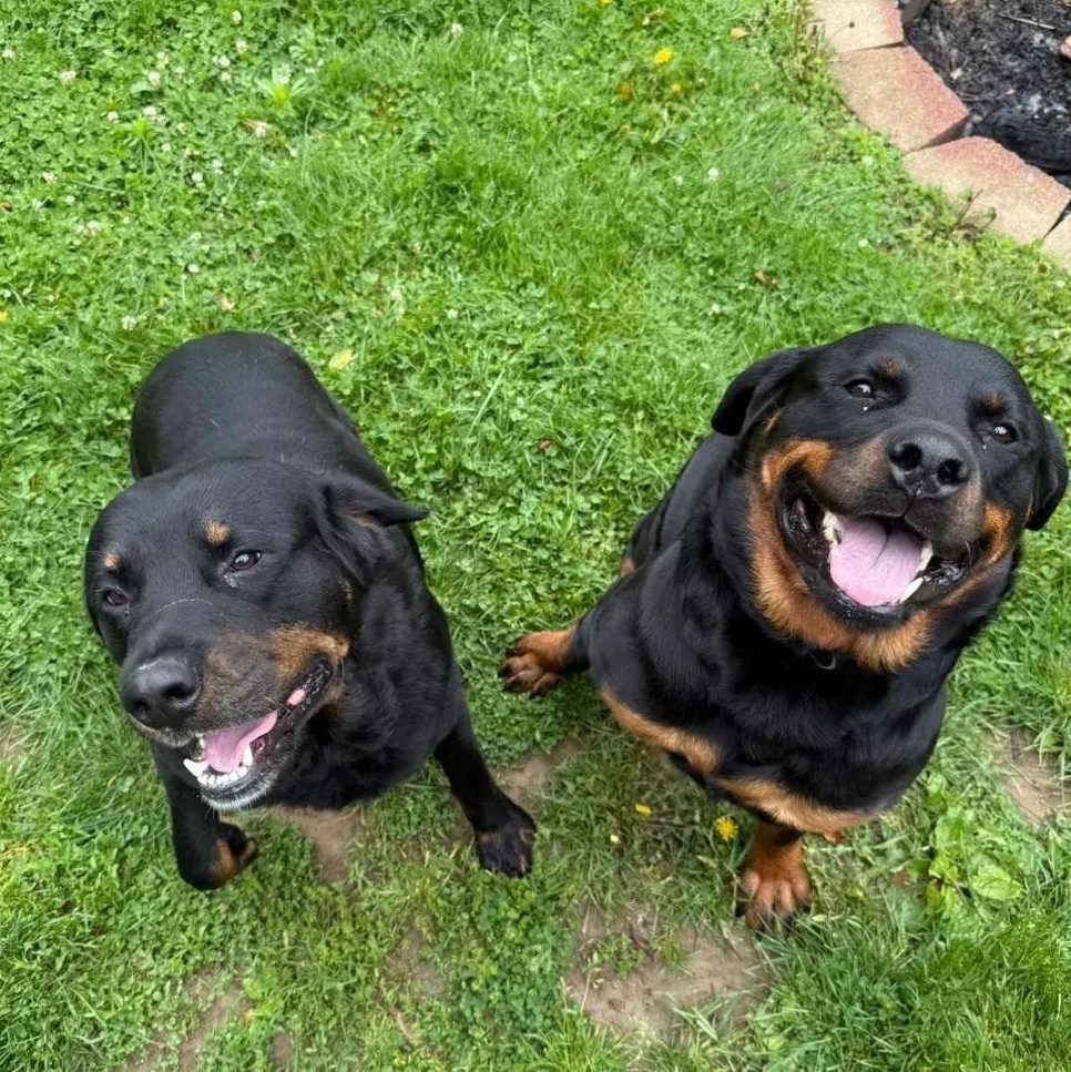 Enlarge Hendrix & Harlee (bonded), a ADOPTABLE Rottweiler in Polk, OH image 3/4