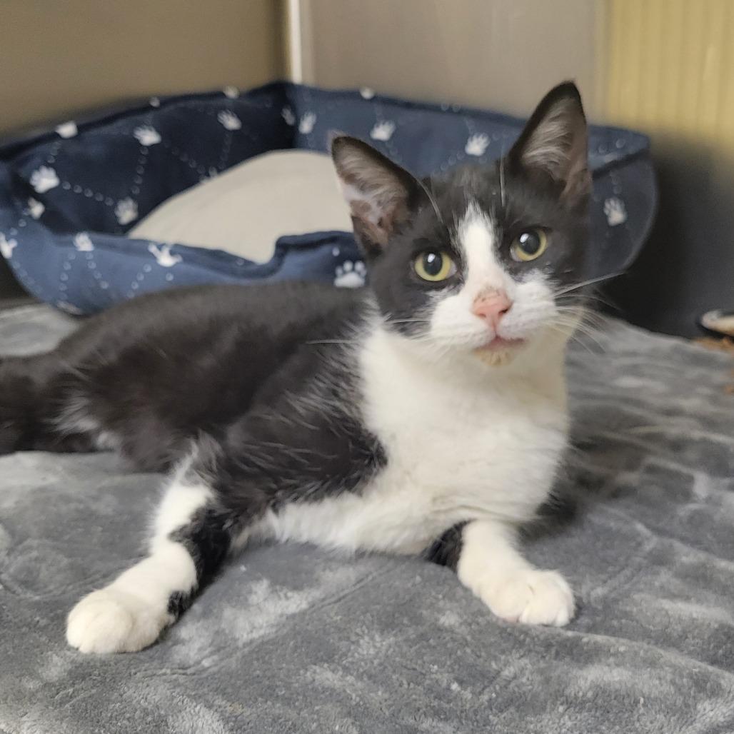 Enlarge Madox, a ADOPTABLE Domestic Short Hair in Fenton, MI image 1/1