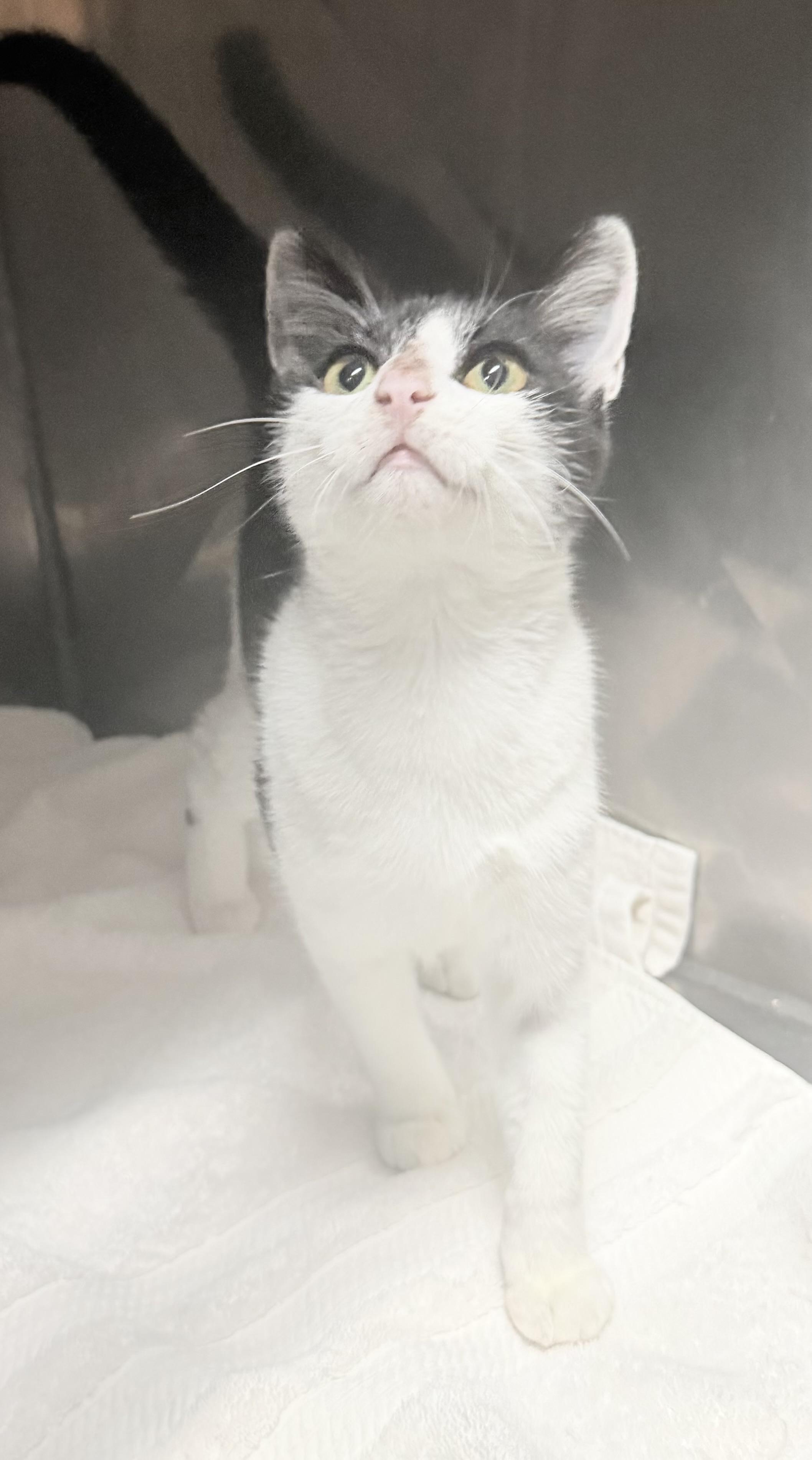 Enlarge Oreo, a Adoptable Domestic Short Hair in Elizabethtown, NC image 1/1