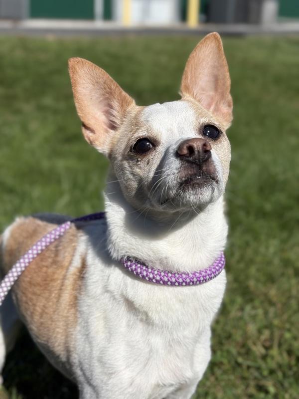 Enlarge Chichi, a Adoptable mixed breed in Lancaster, OH image 1/1