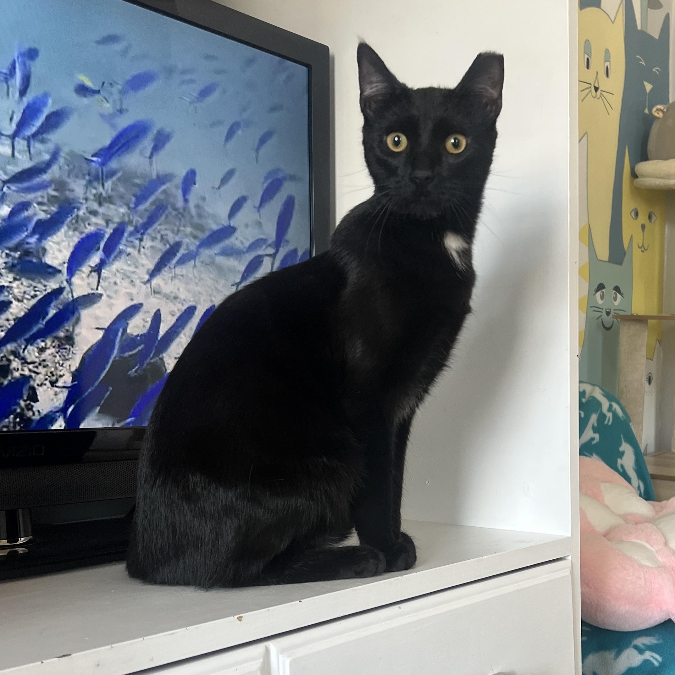 Pickle, a ADOPTABLE Domestic Short Hair in Roanoke, VA image 1/2