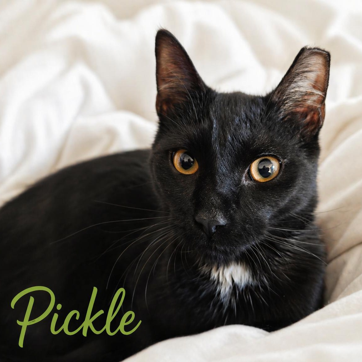 Enlarge Pickle, a ADOPTABLE Domestic Short Hair in Roanoke, VA image 1/1