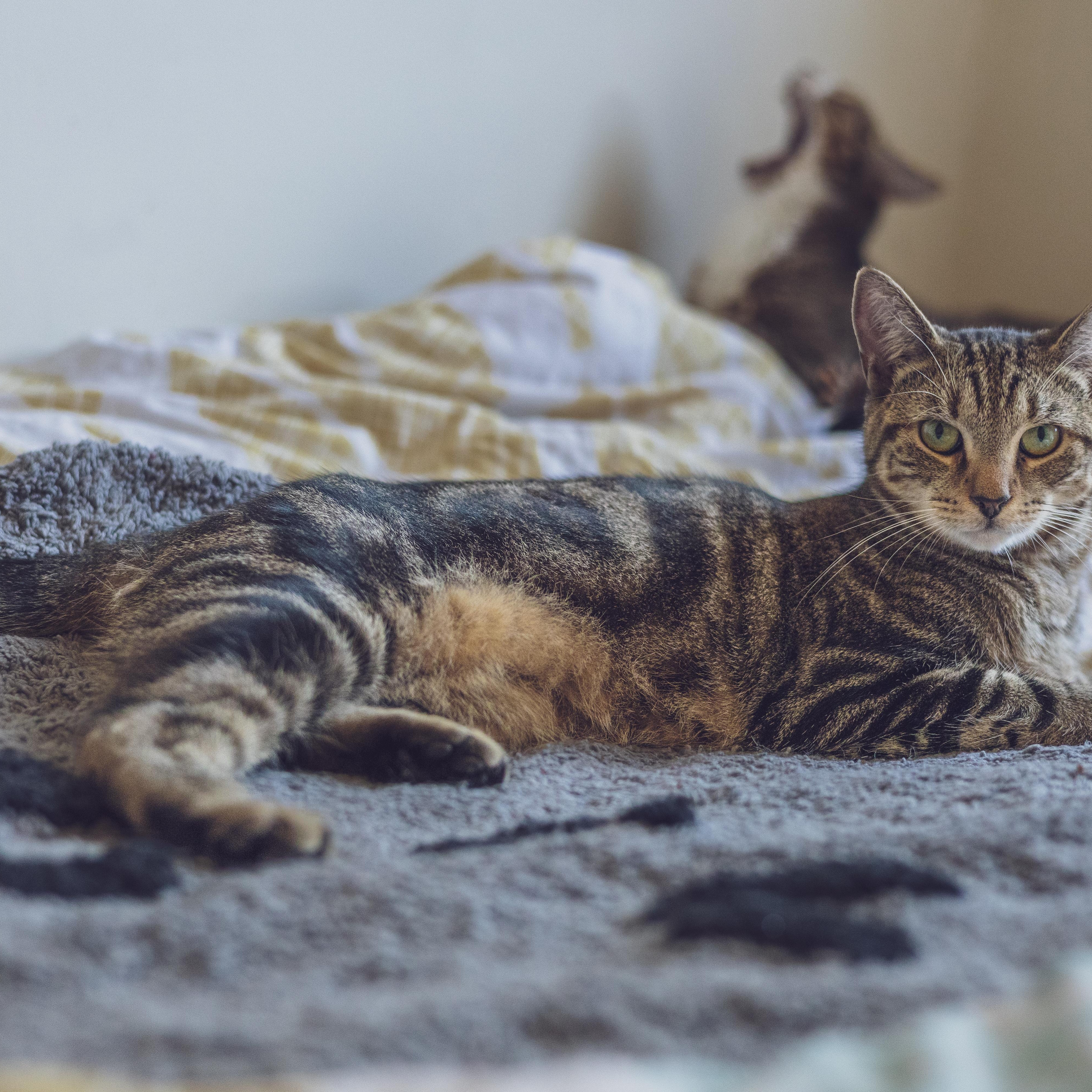 Enlarge Weebles, a Adoptable Domestic Short Hair in Astoria, NY image 4/5