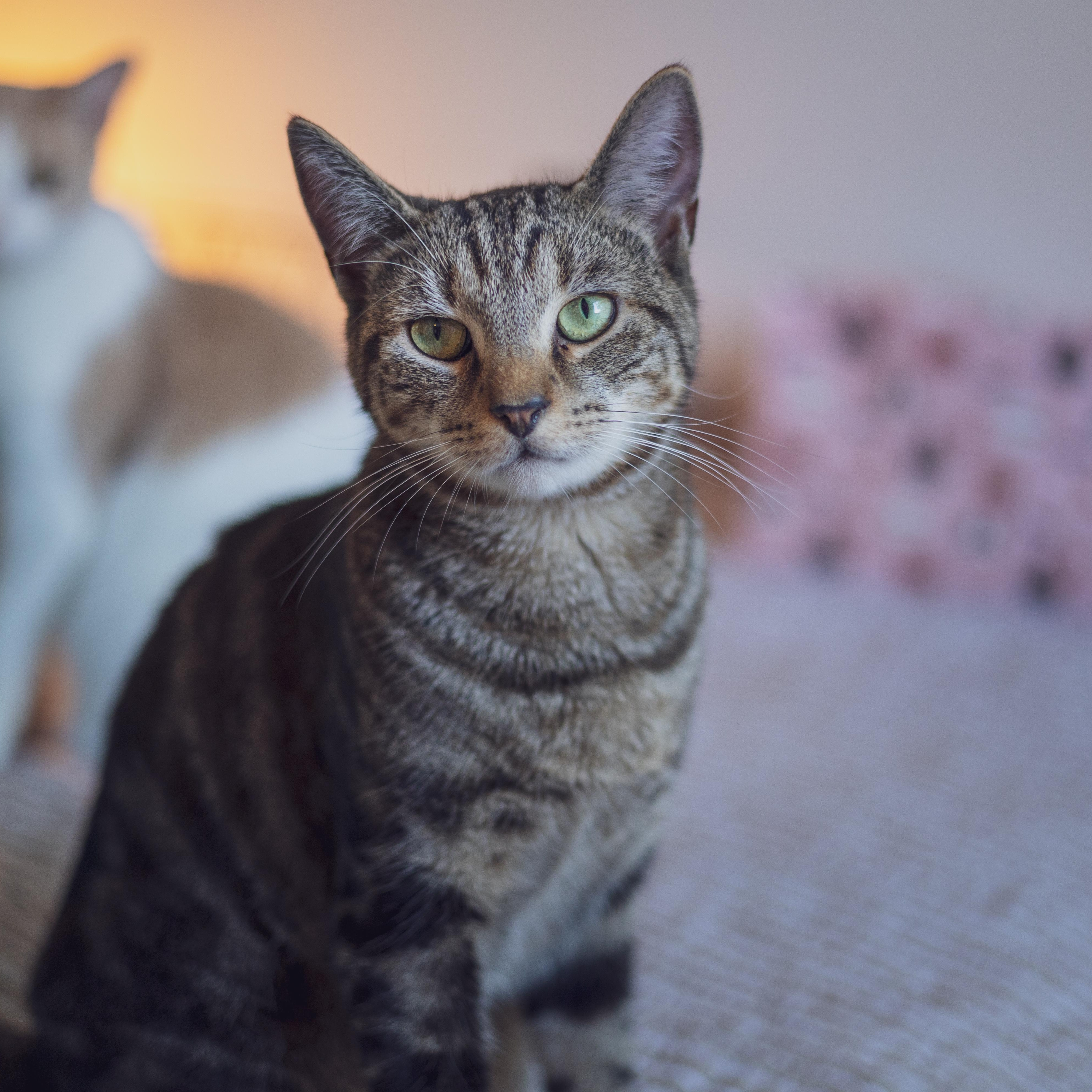 Enlarge Weebles, a Adoptable Domestic Short Hair in Astoria, NY image 2/5