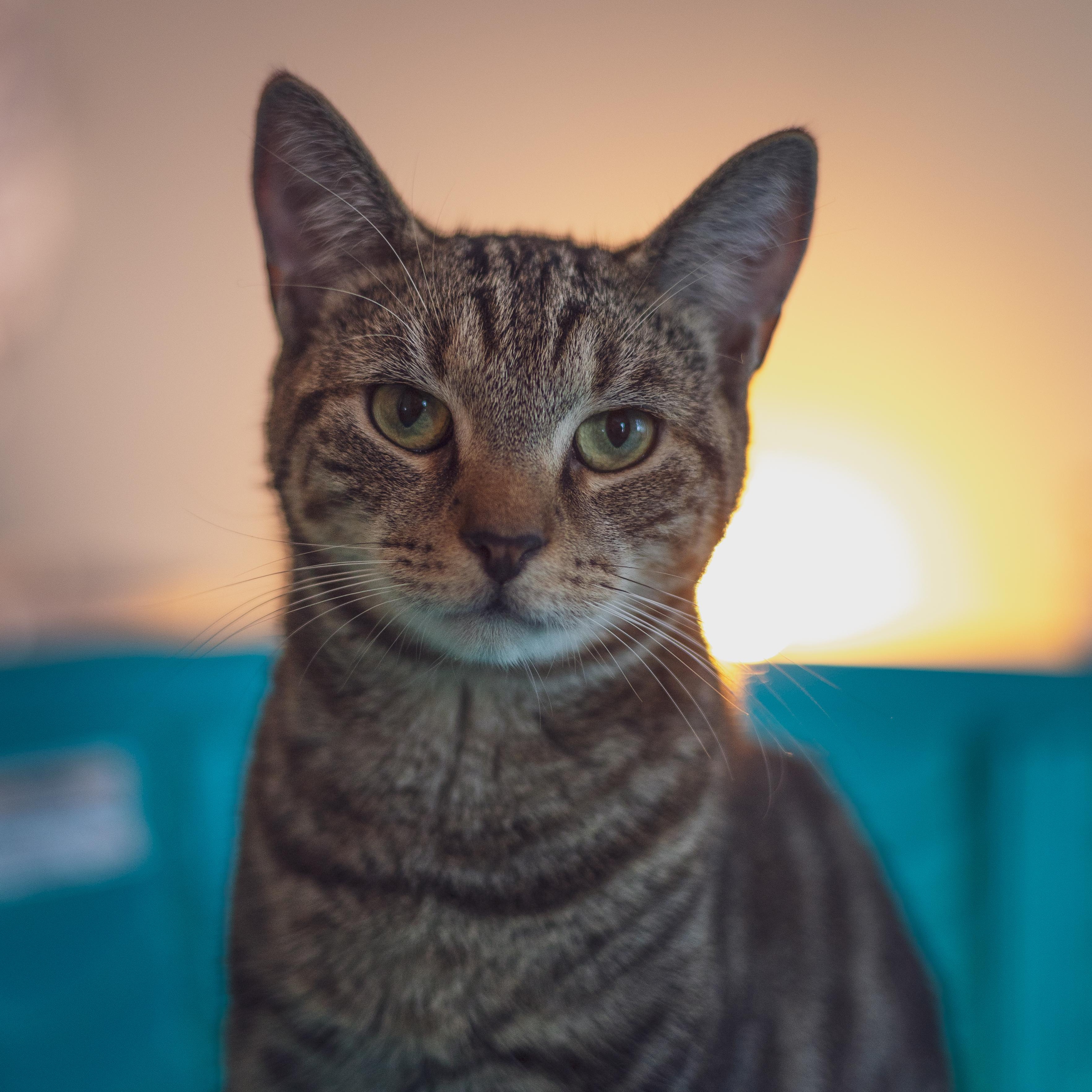 Weebles, Adoptable, Young Male Domestic Short Hair.