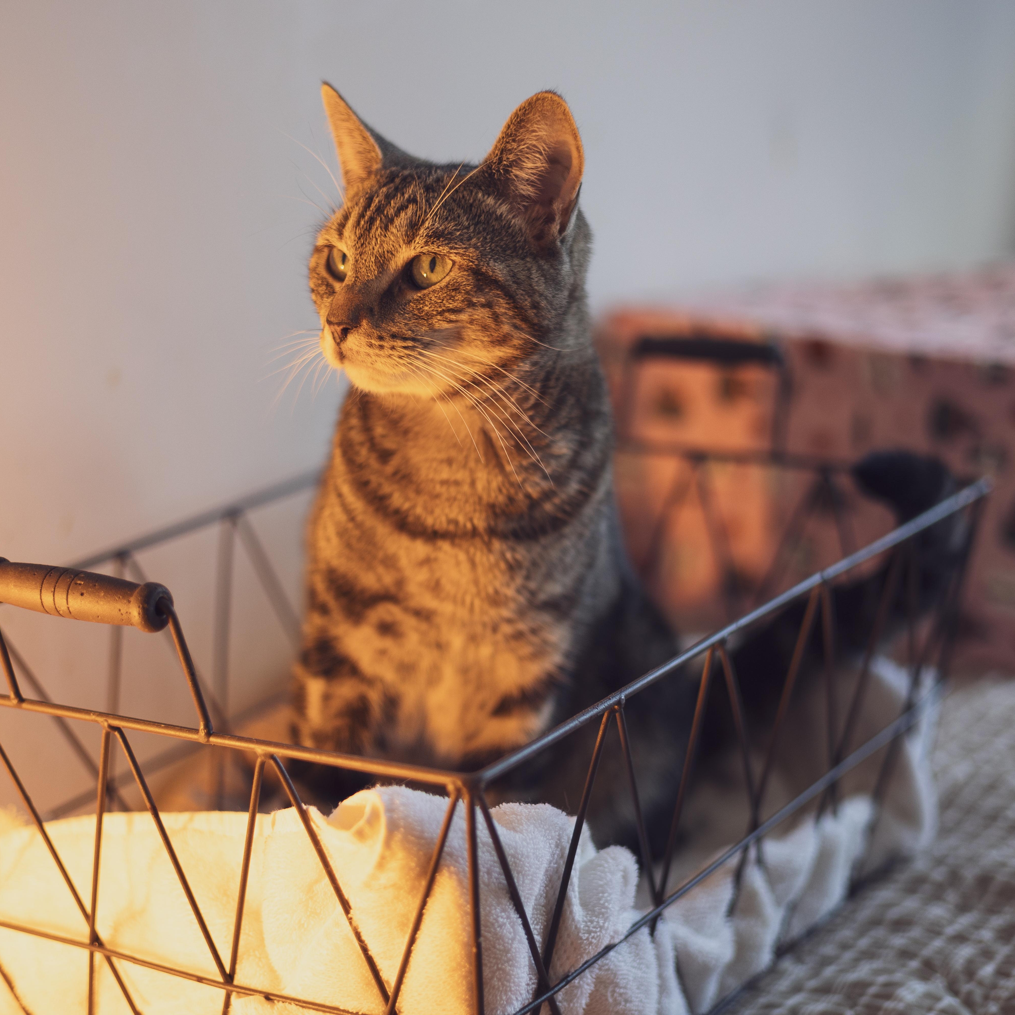 Enlarge Weebles, a Adoptable Domestic Short Hair in Astoria, NY image 5/5