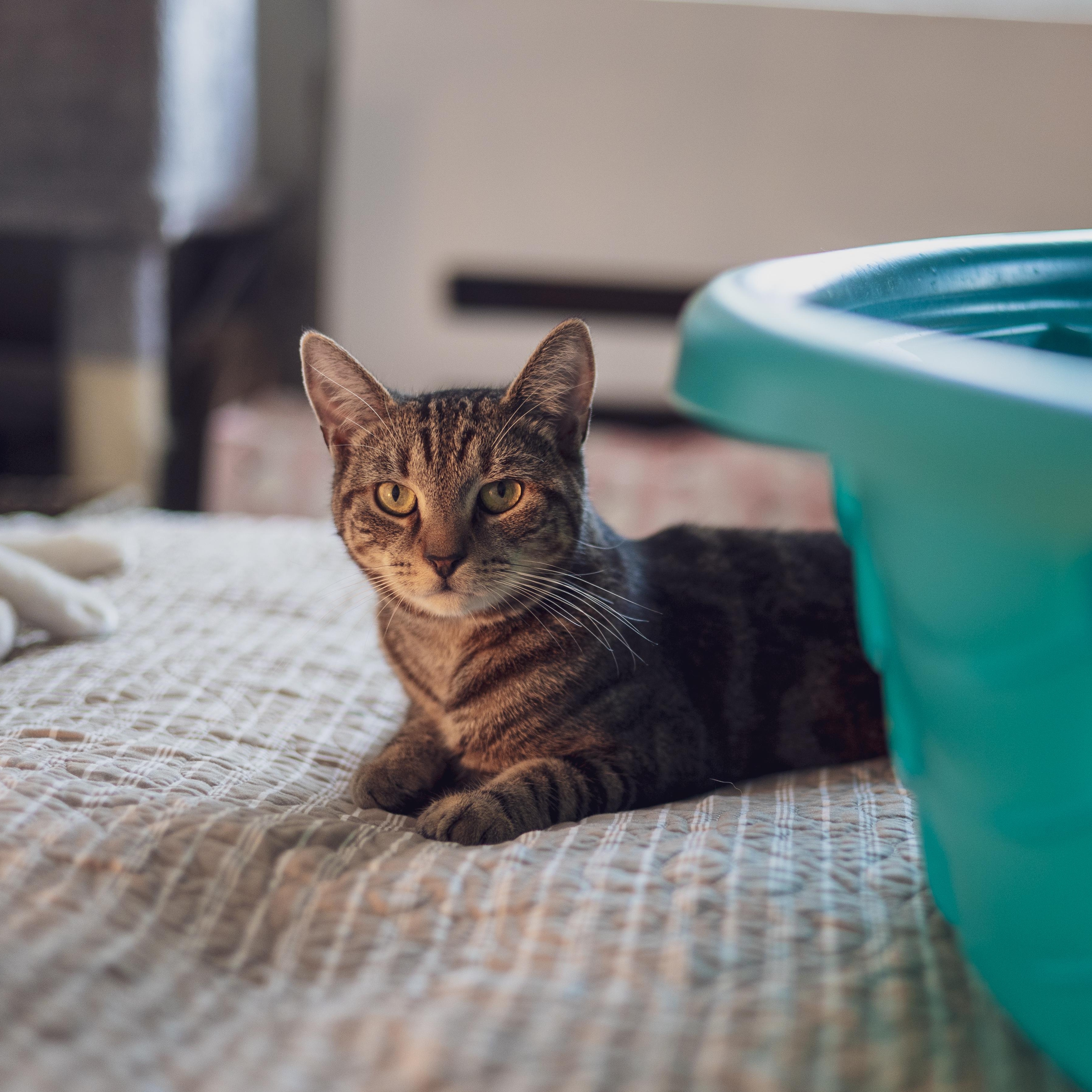 Enlarge Weebles, a Adoptable Domestic Short Hair in Astoria, NY image 3/5