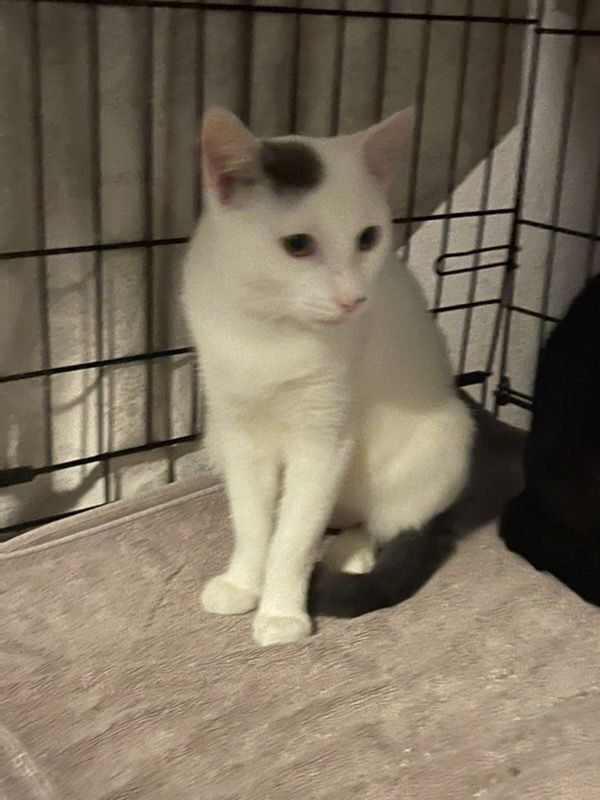 Loki, a Adoptable Domestic Short Hair in Lauderhill, FL image 1/10