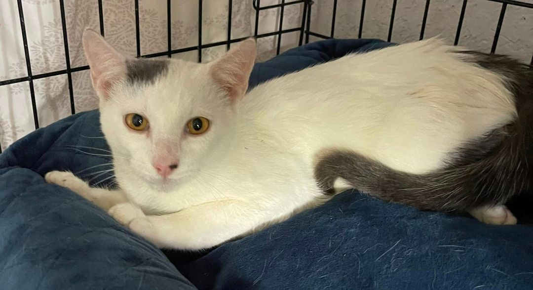 Loki, a Adoptable Domestic Short Hair in Lauderhill, FL image 2/10