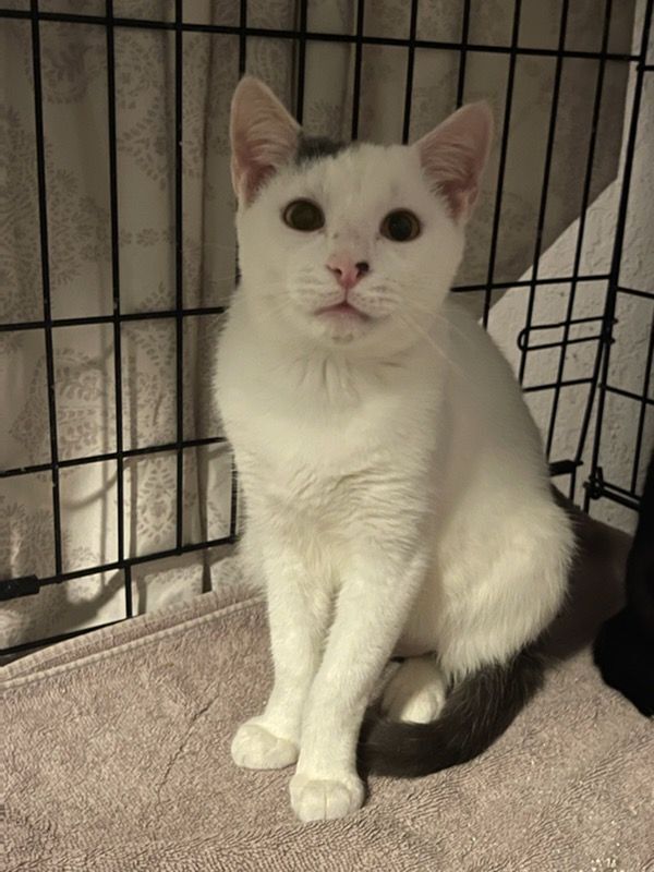 Loki, a Adoptable Domestic Short Hair in Lauderhill, FL image 3/10