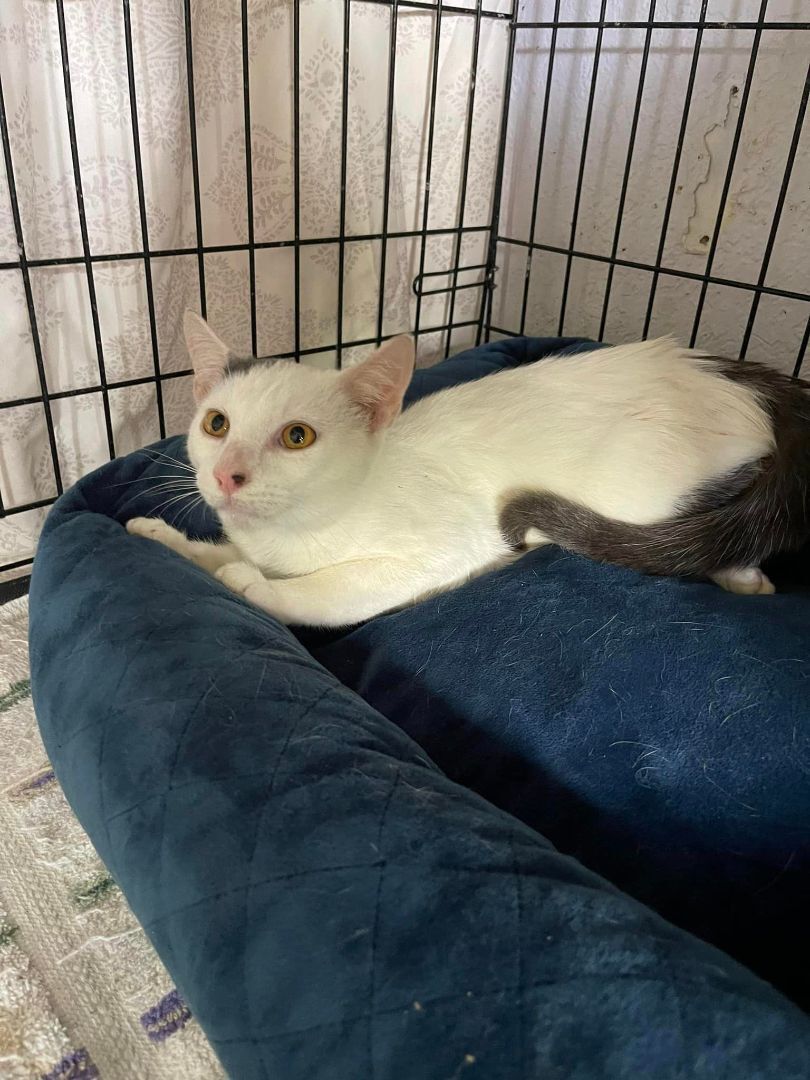 Loki, a Adoptable Domestic Short Hair in Lauderhill, FL image 4/10